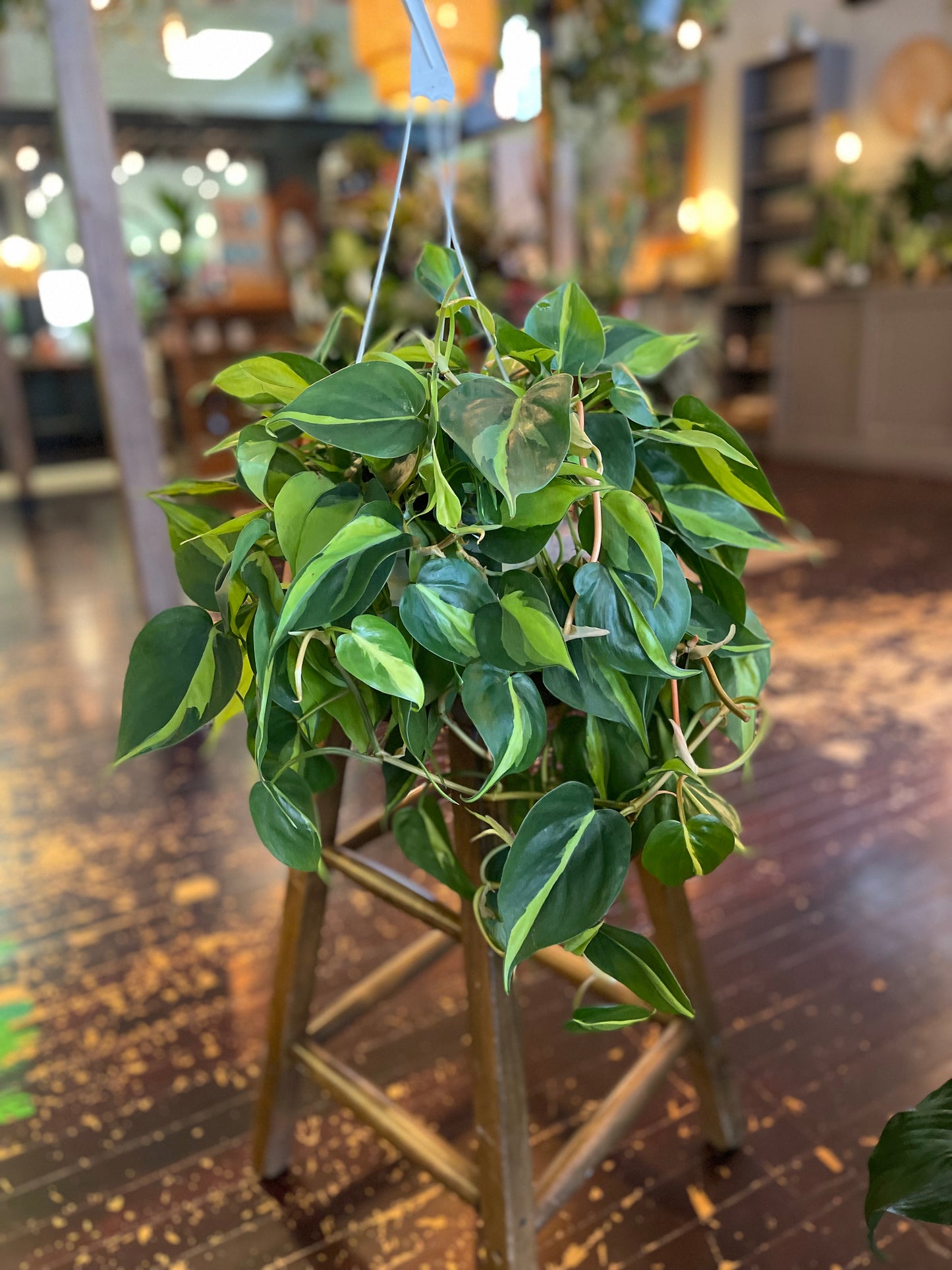 Philodendron Brazil