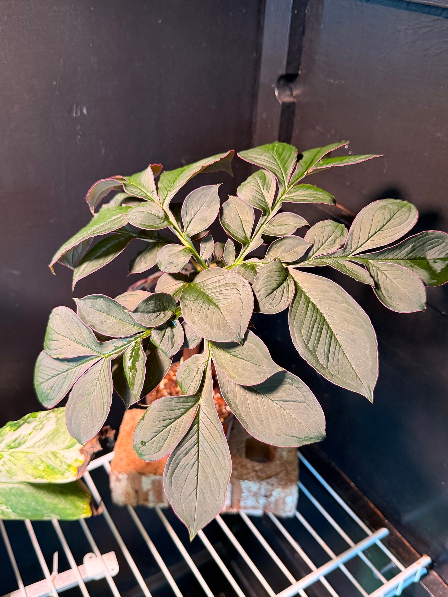 PRE-ORDER - Amorphophallus saururus 'Voodoo Lily'