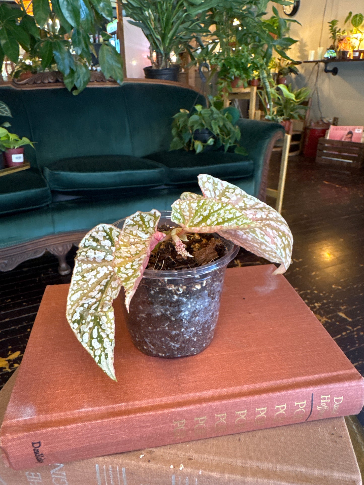 Begonia Snow Capped Variegated