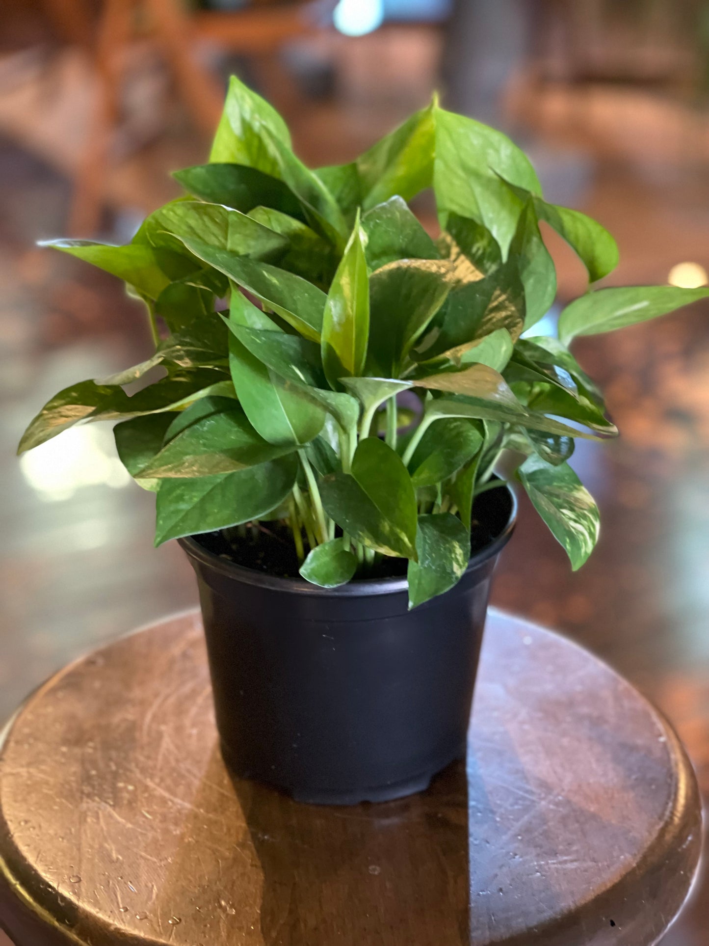 Golden Pothos