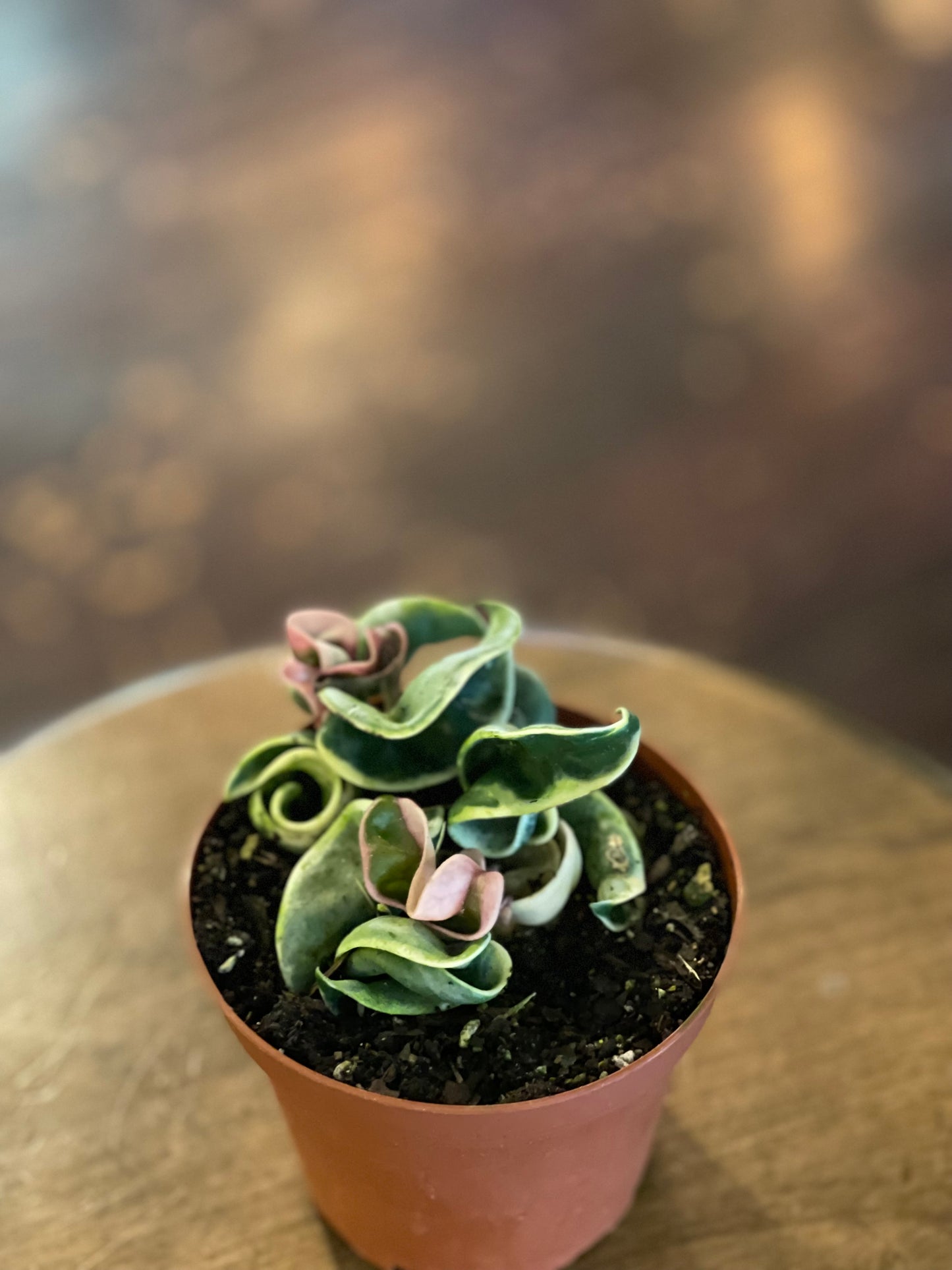 Hoya Compacta - Variegated
