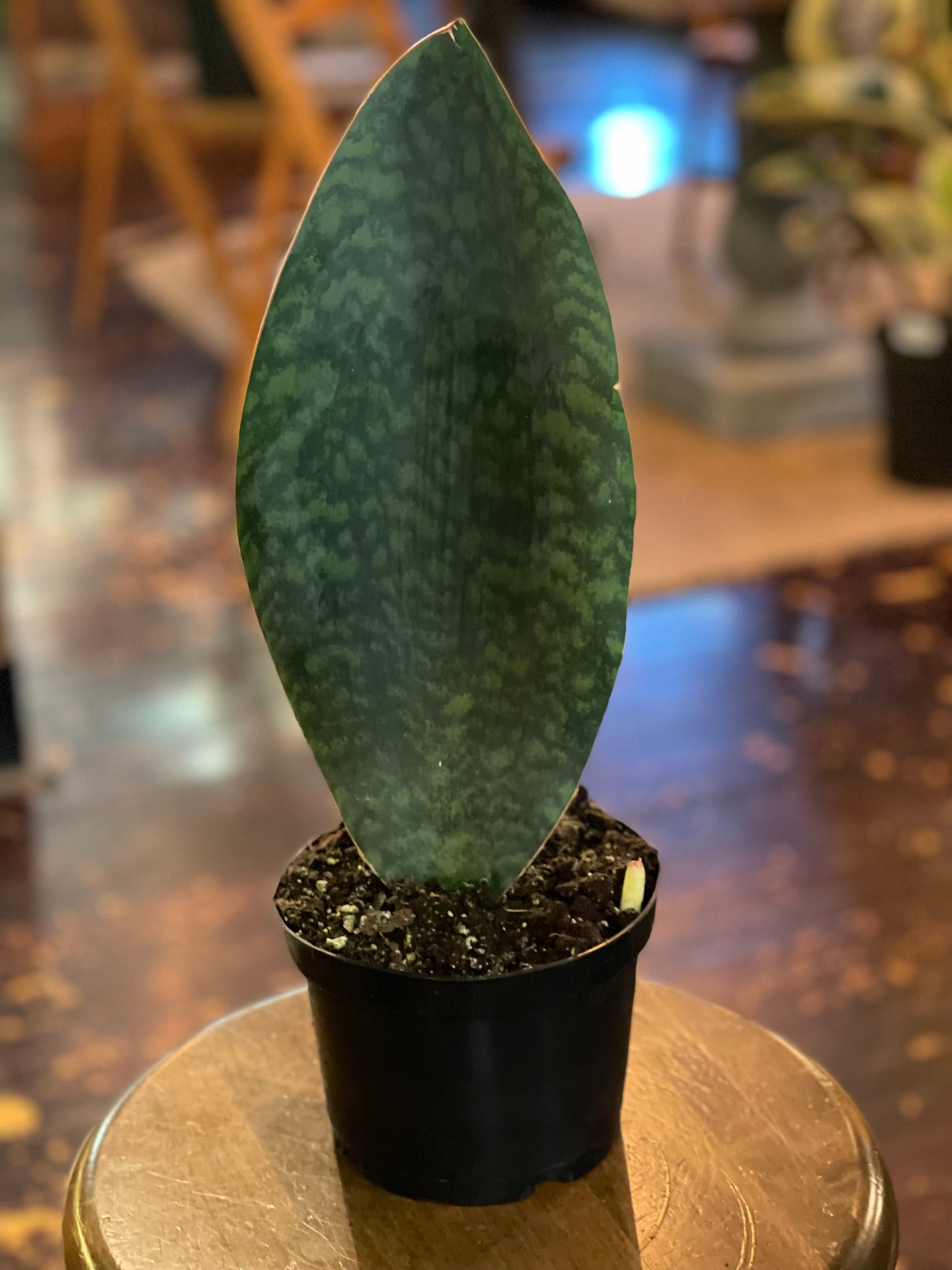 Whale Fin Snake Plant