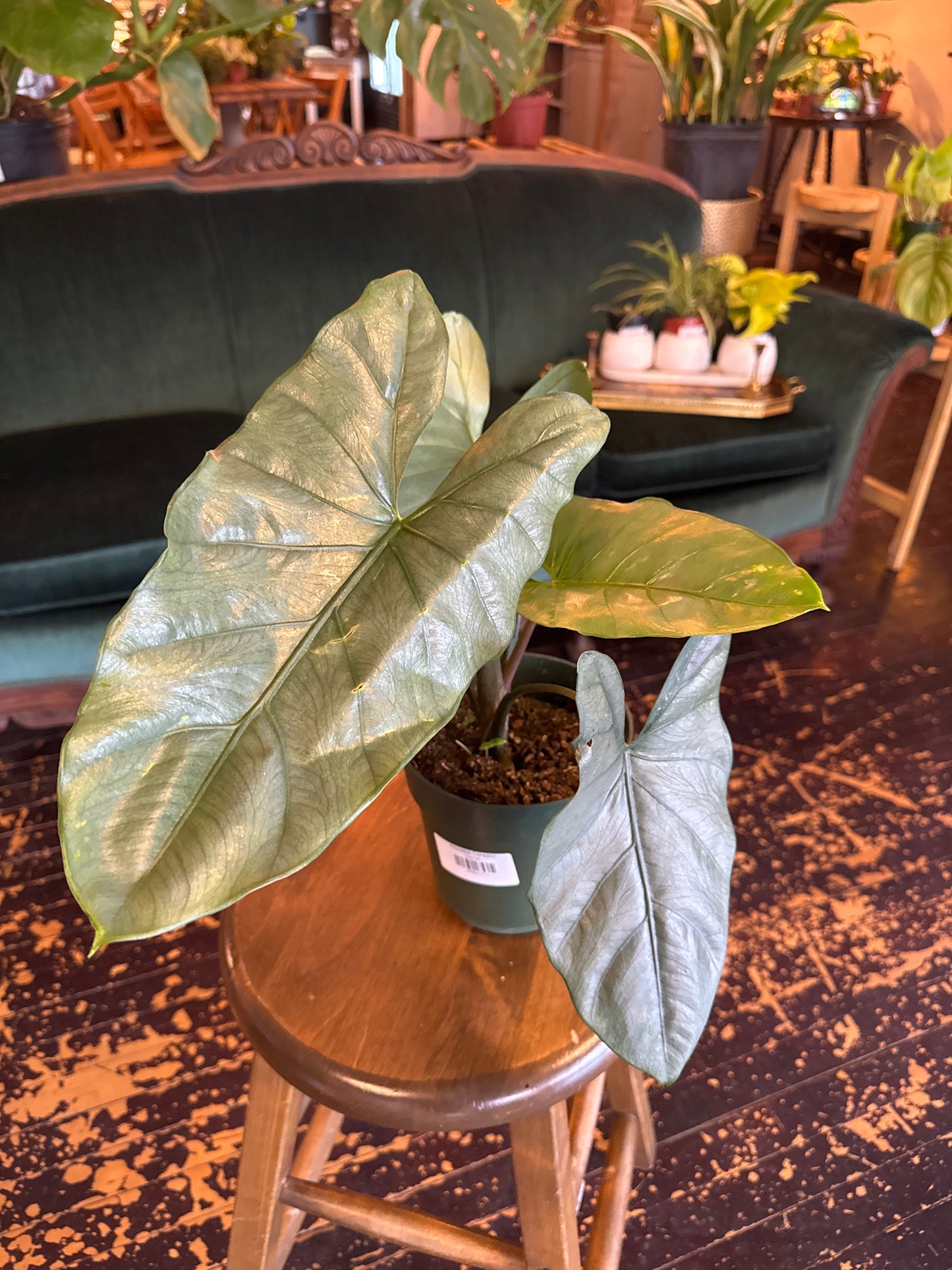 Alocasia Corazon