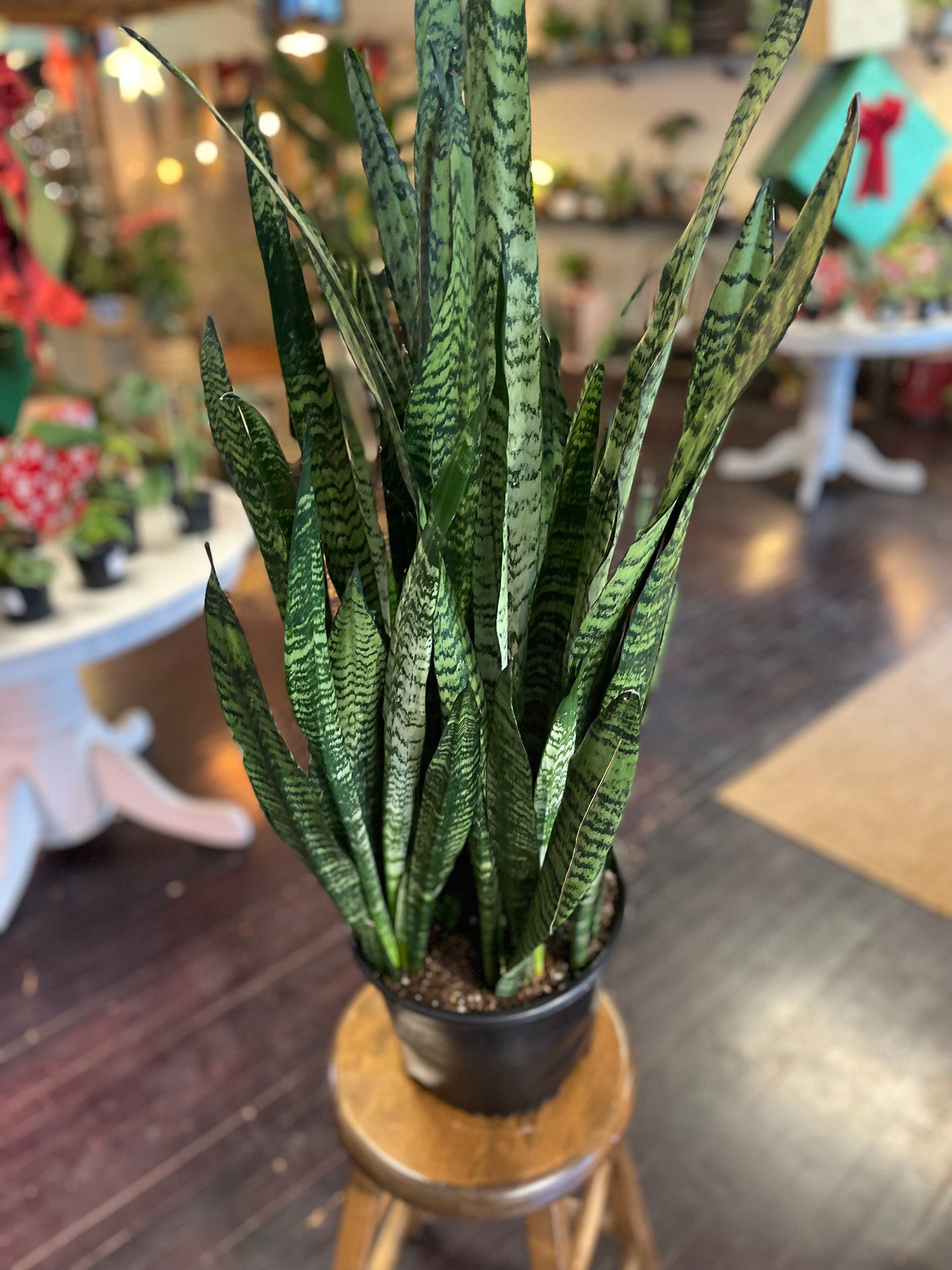 Sansevieria Zeylanica