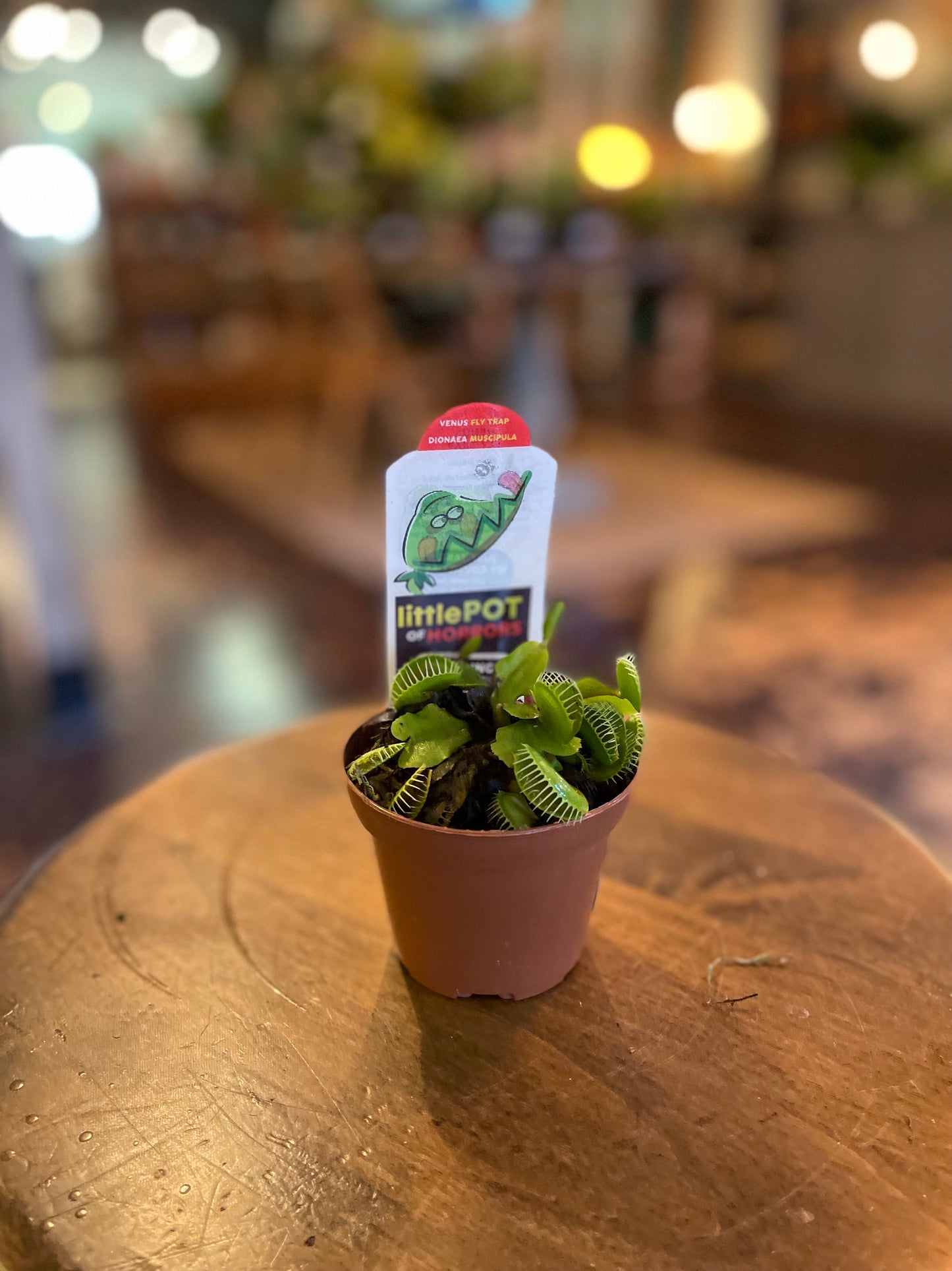 3” Small Venus Fly Traps