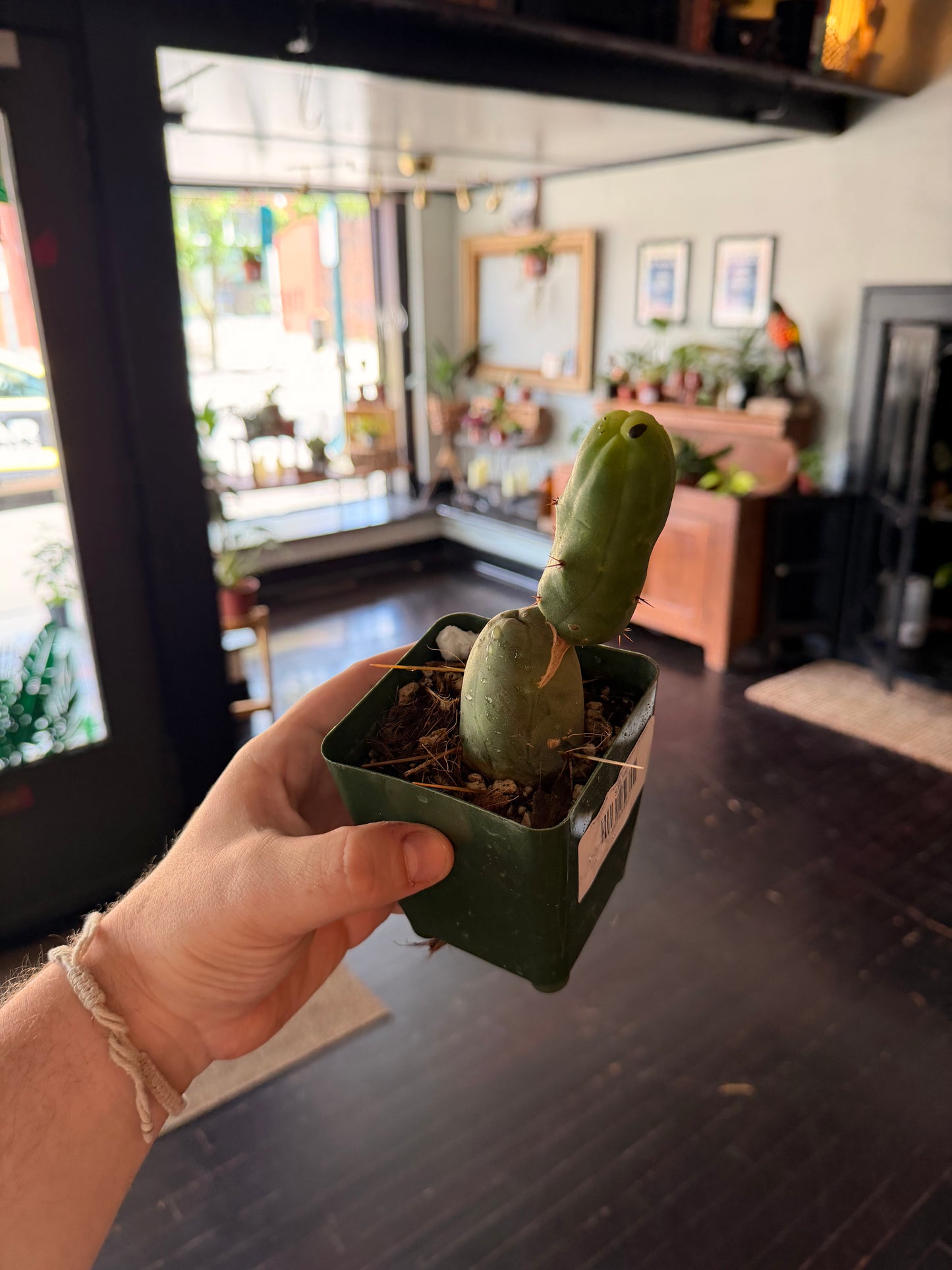 'Penis Cactus' Trichocereus bridgesii monstrose