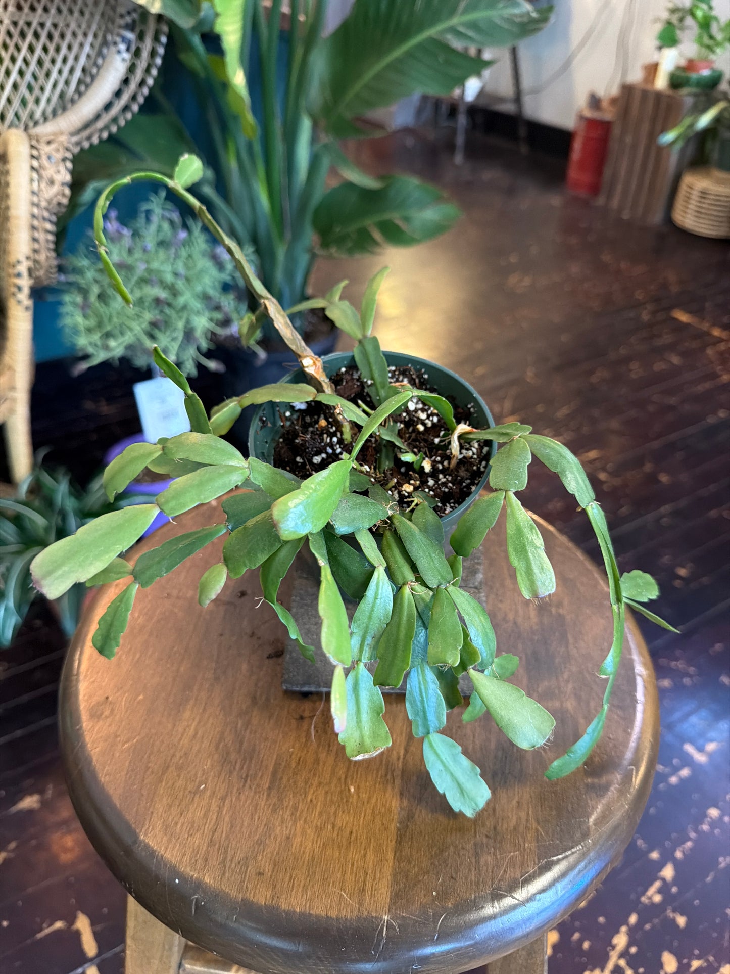 CYBER MONDAY: True Christmas Cactus - 1099