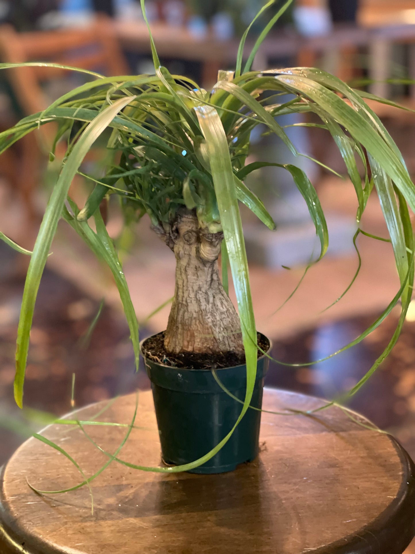 Ponytail Palm