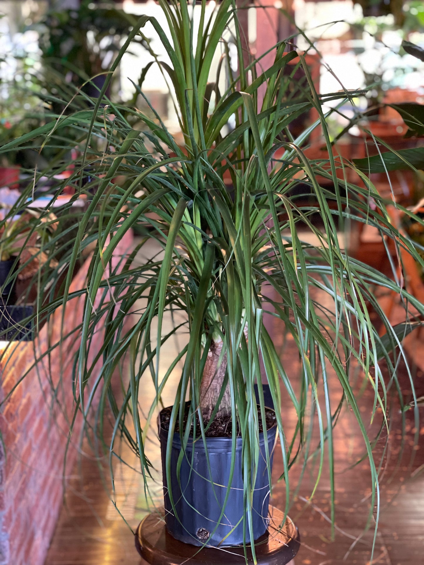 Ponytail Palm