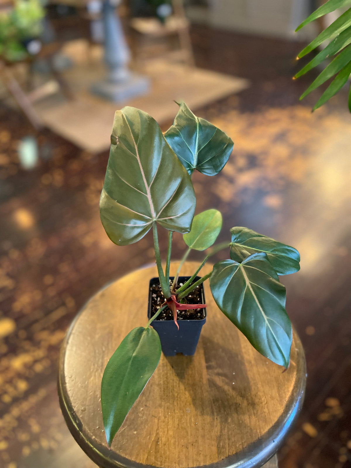 Philodendron Summer Glory