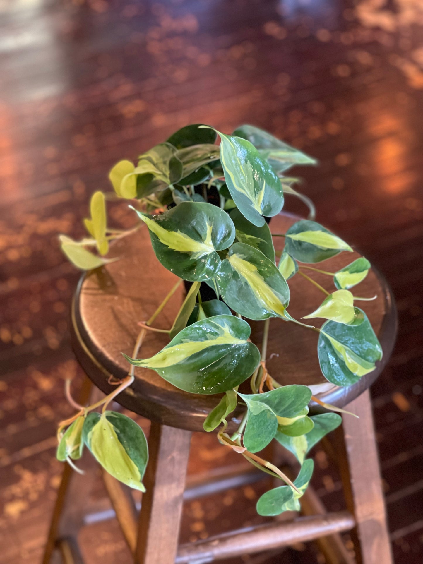 Philodendron Brazil