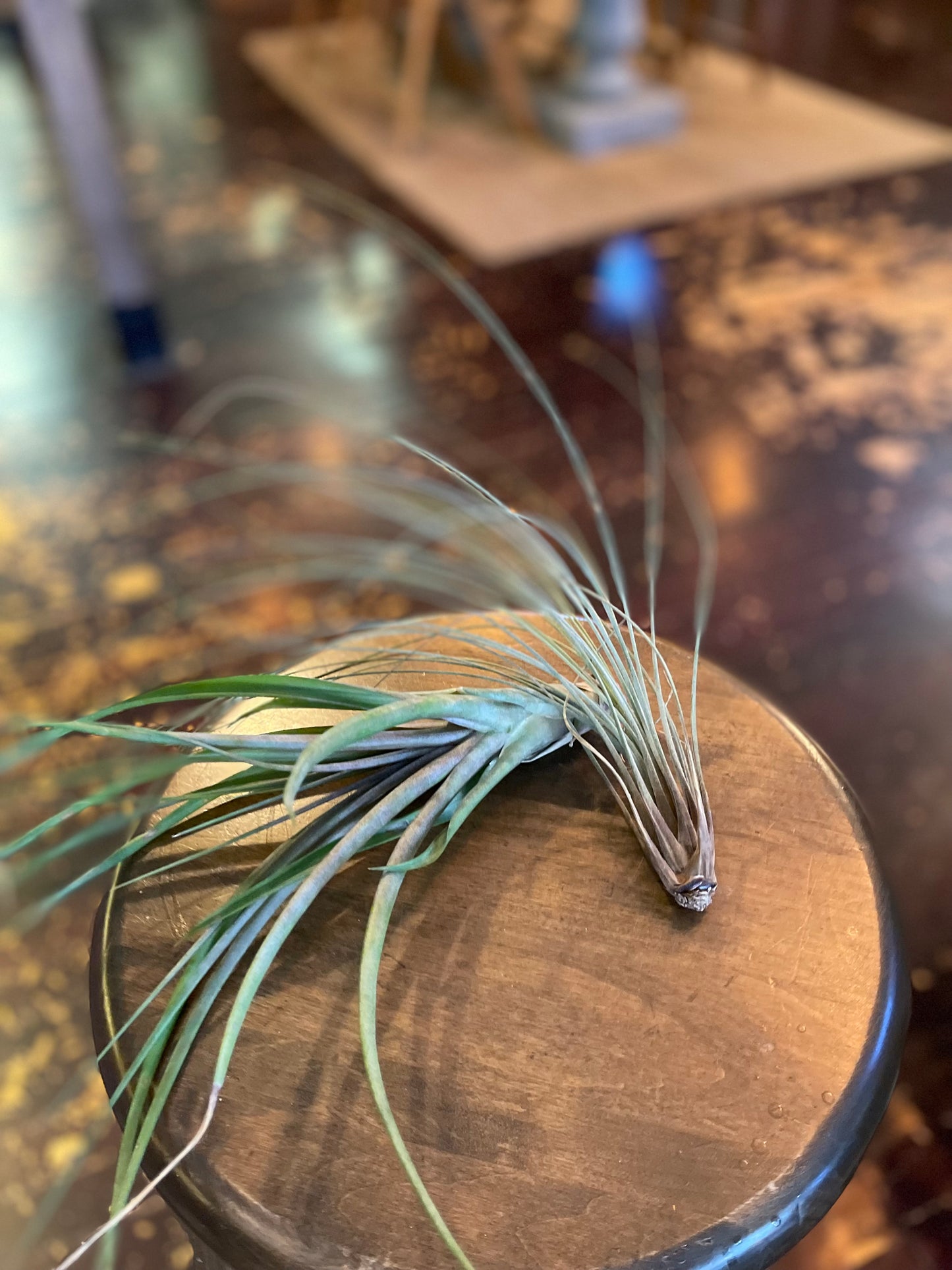 Airplants