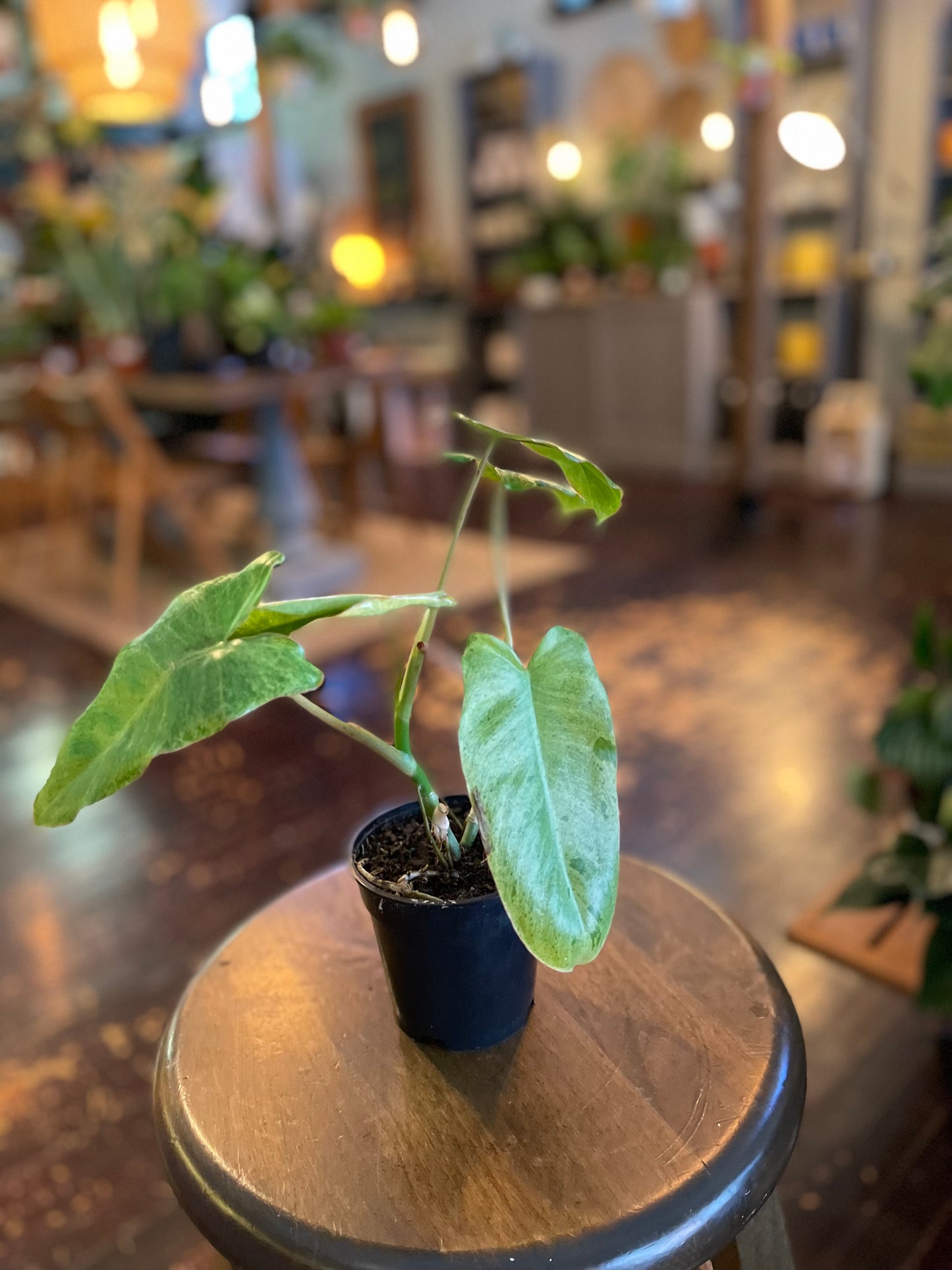 Philodendron Paraiso Verde