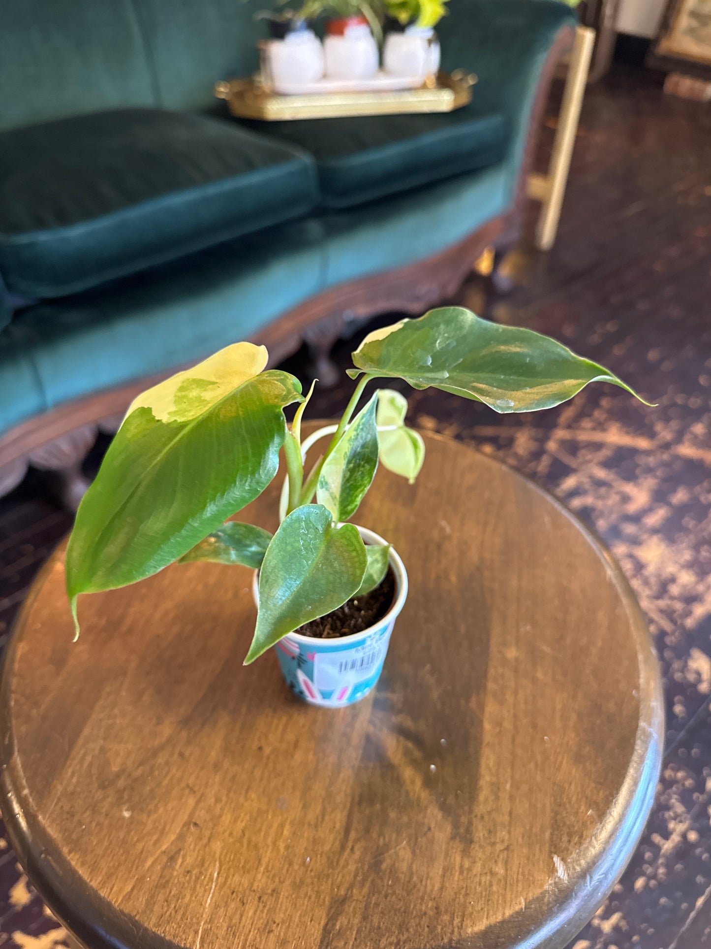 Philodendron Burle Marx Variegated
