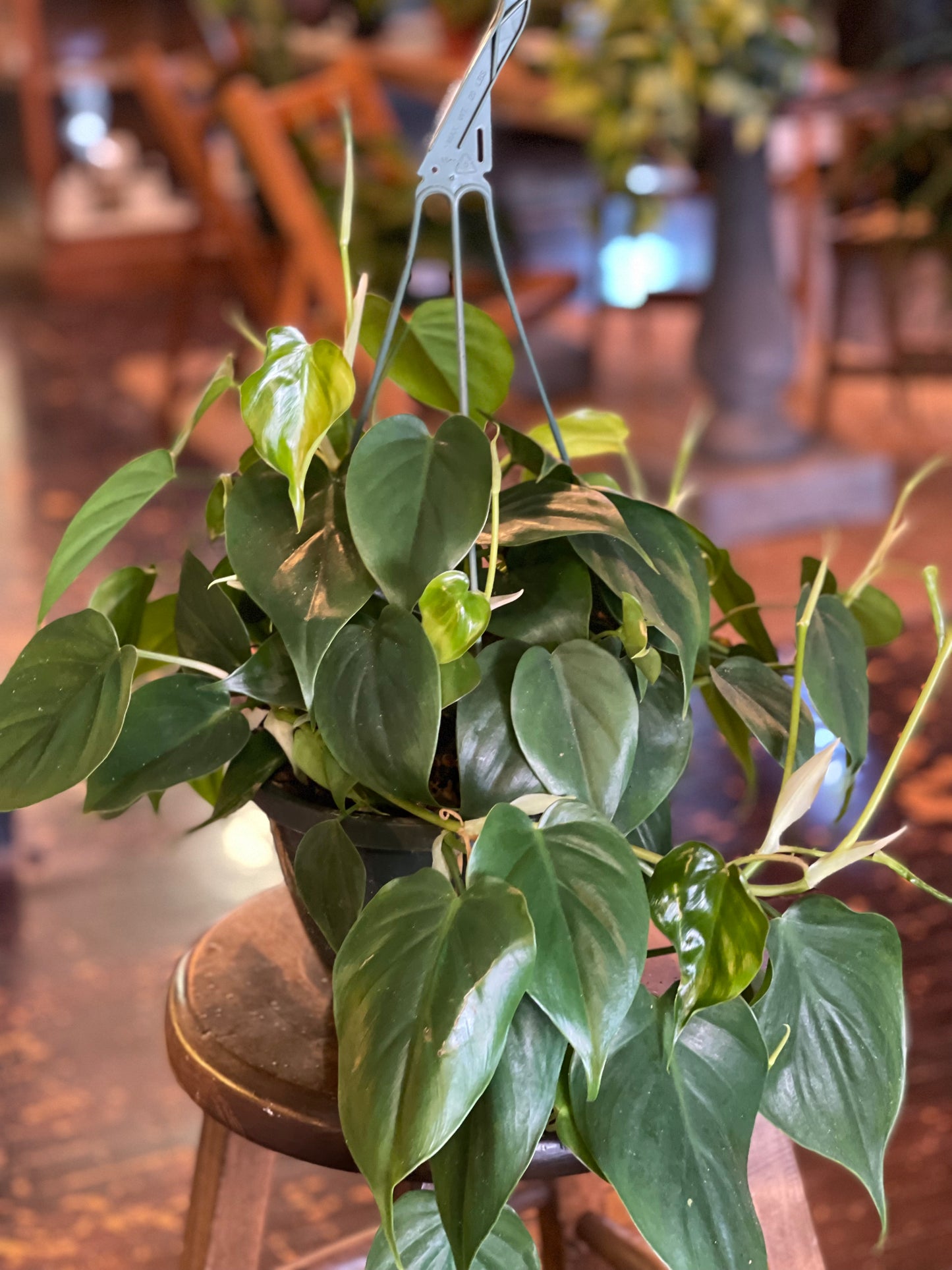Philodendron Heart Leaf (Cordatum)