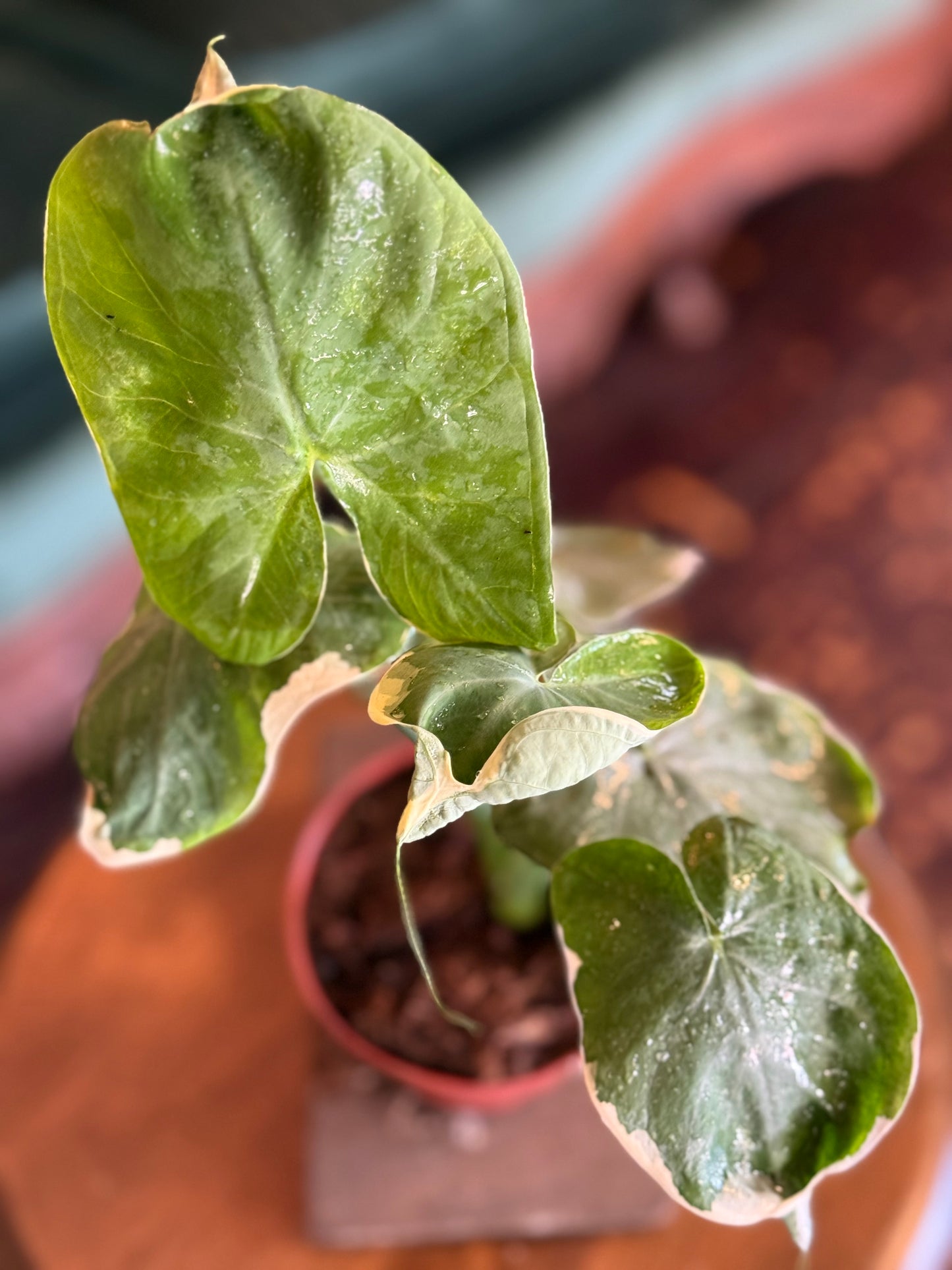 Alocasia Mickey Mouse