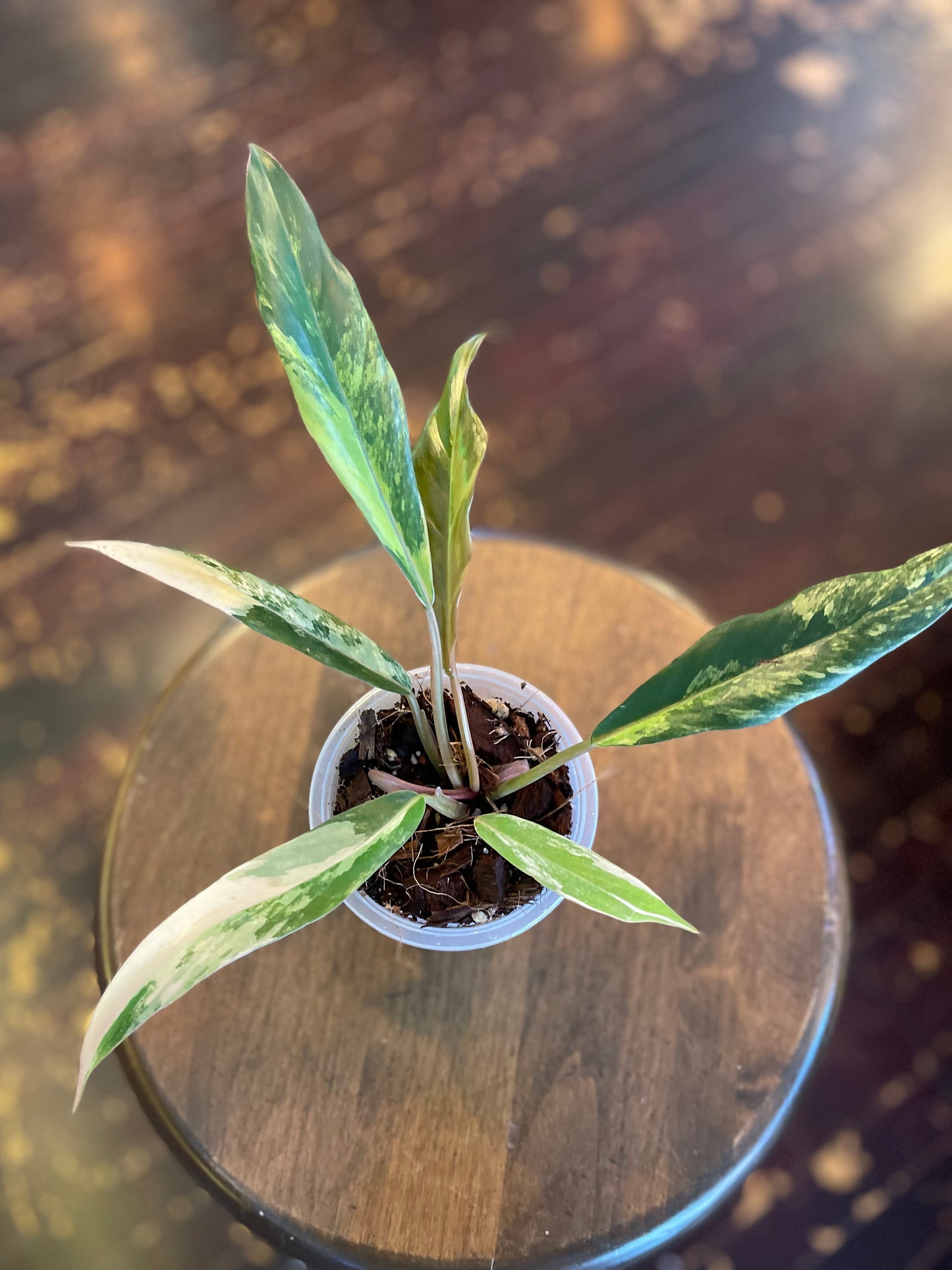 Philodendron Caramel Marble