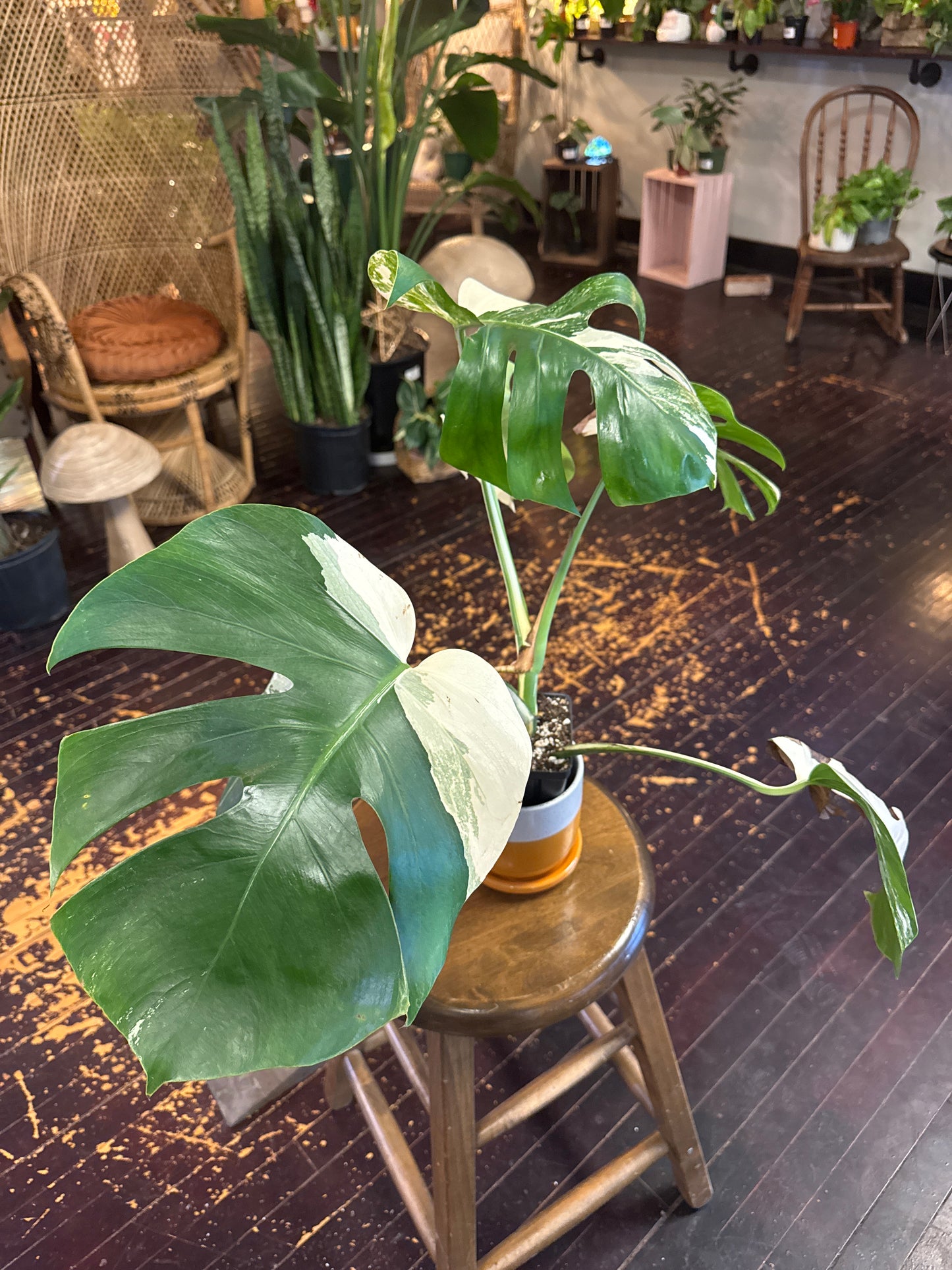 Monstera Deliciosa “Albo” borsigiana