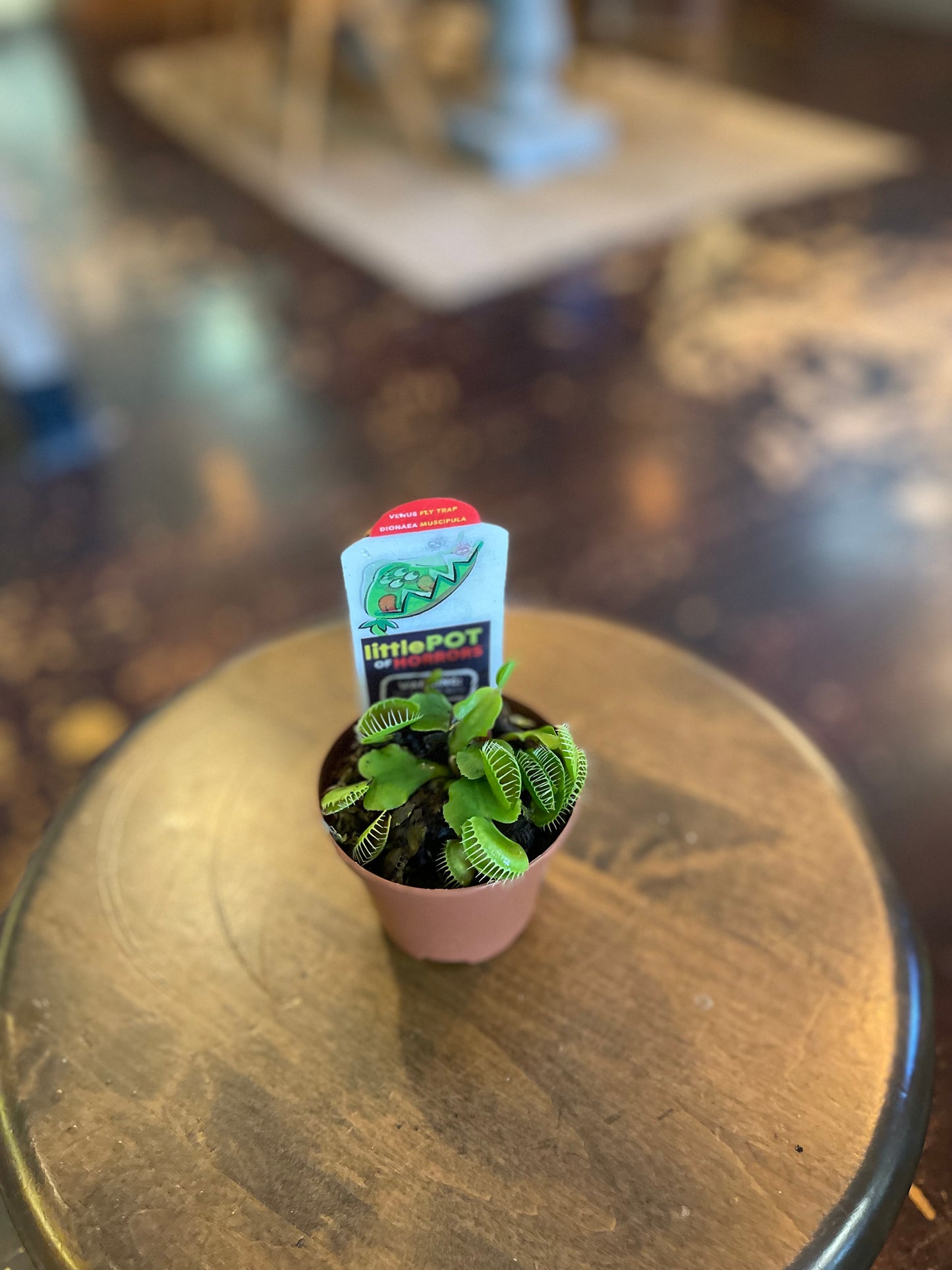 3” Small Venus Fly Traps