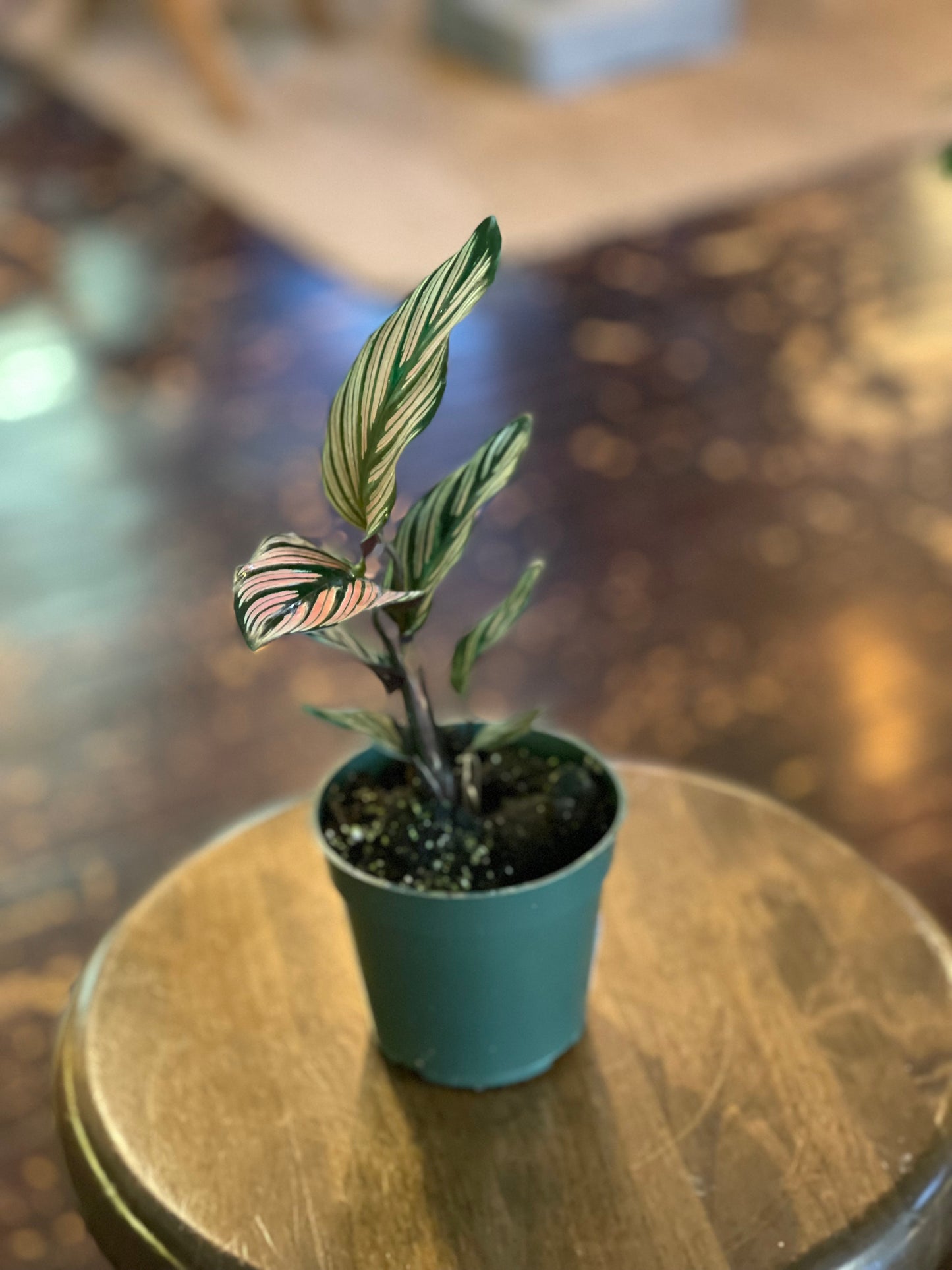 Calathea White Star