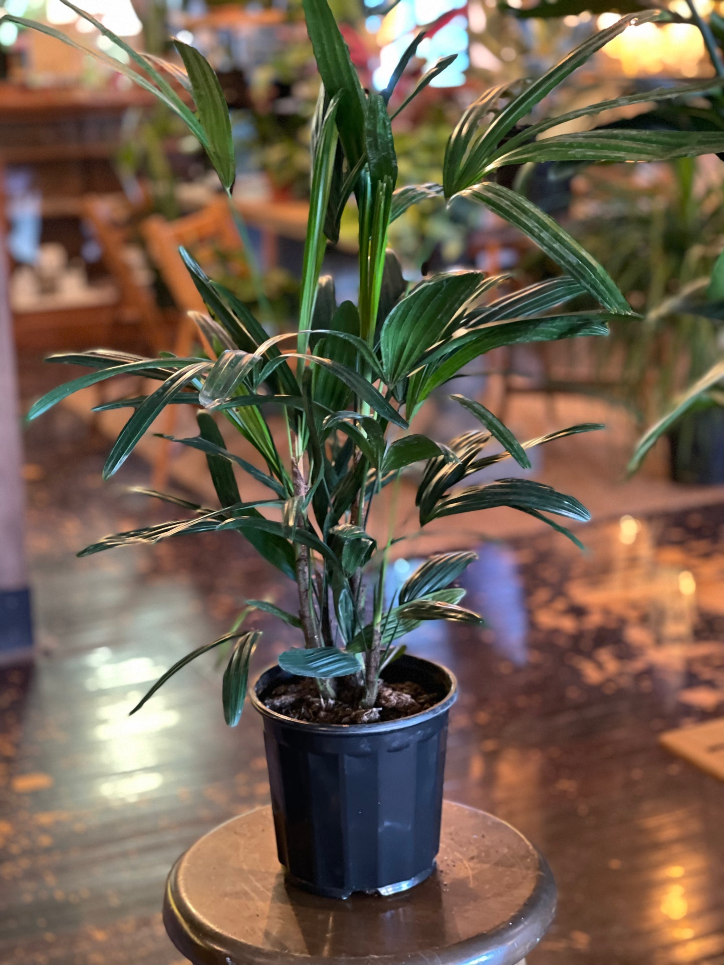 Rhapis Palm