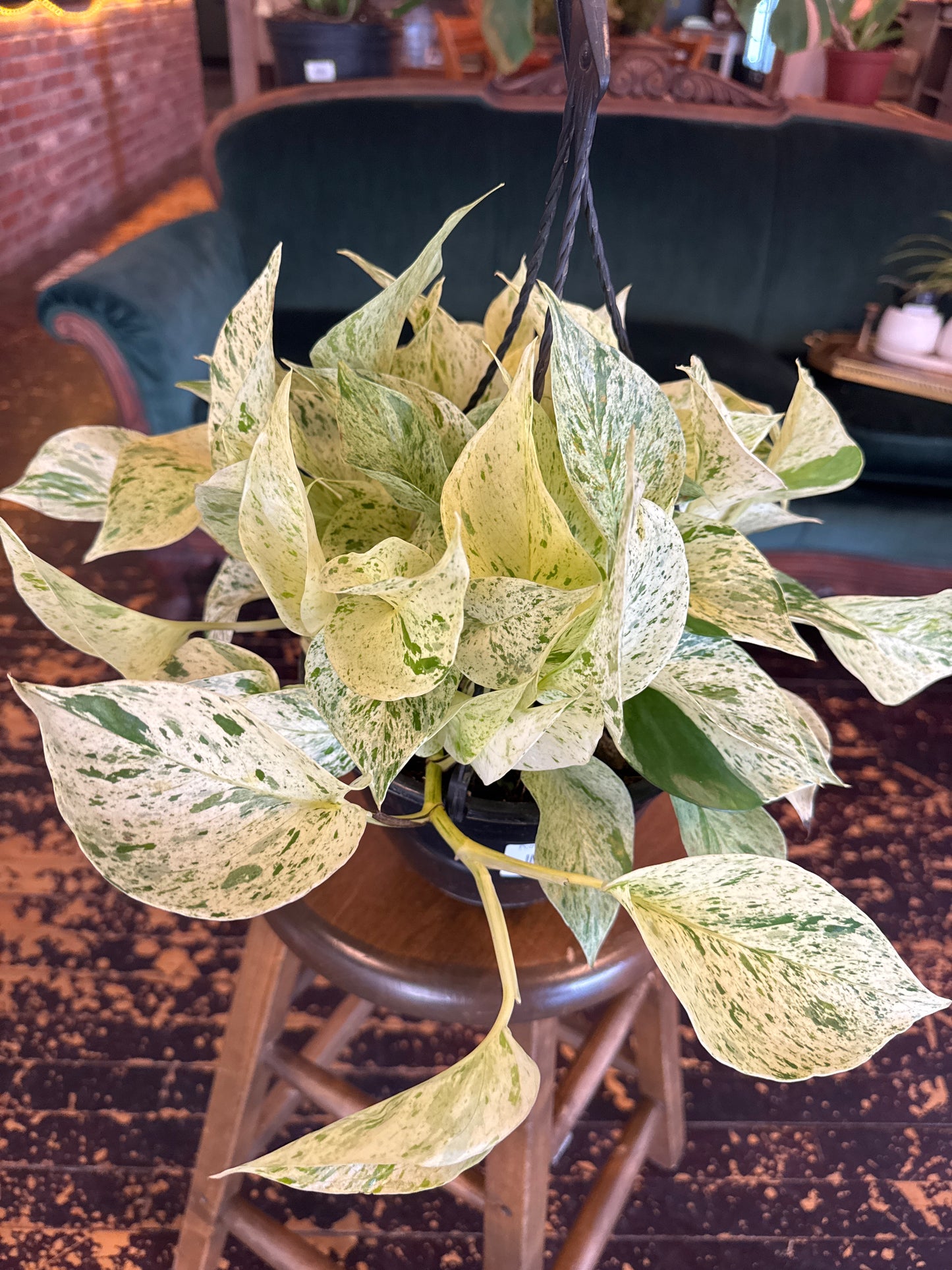 Pothos Snow Queen
