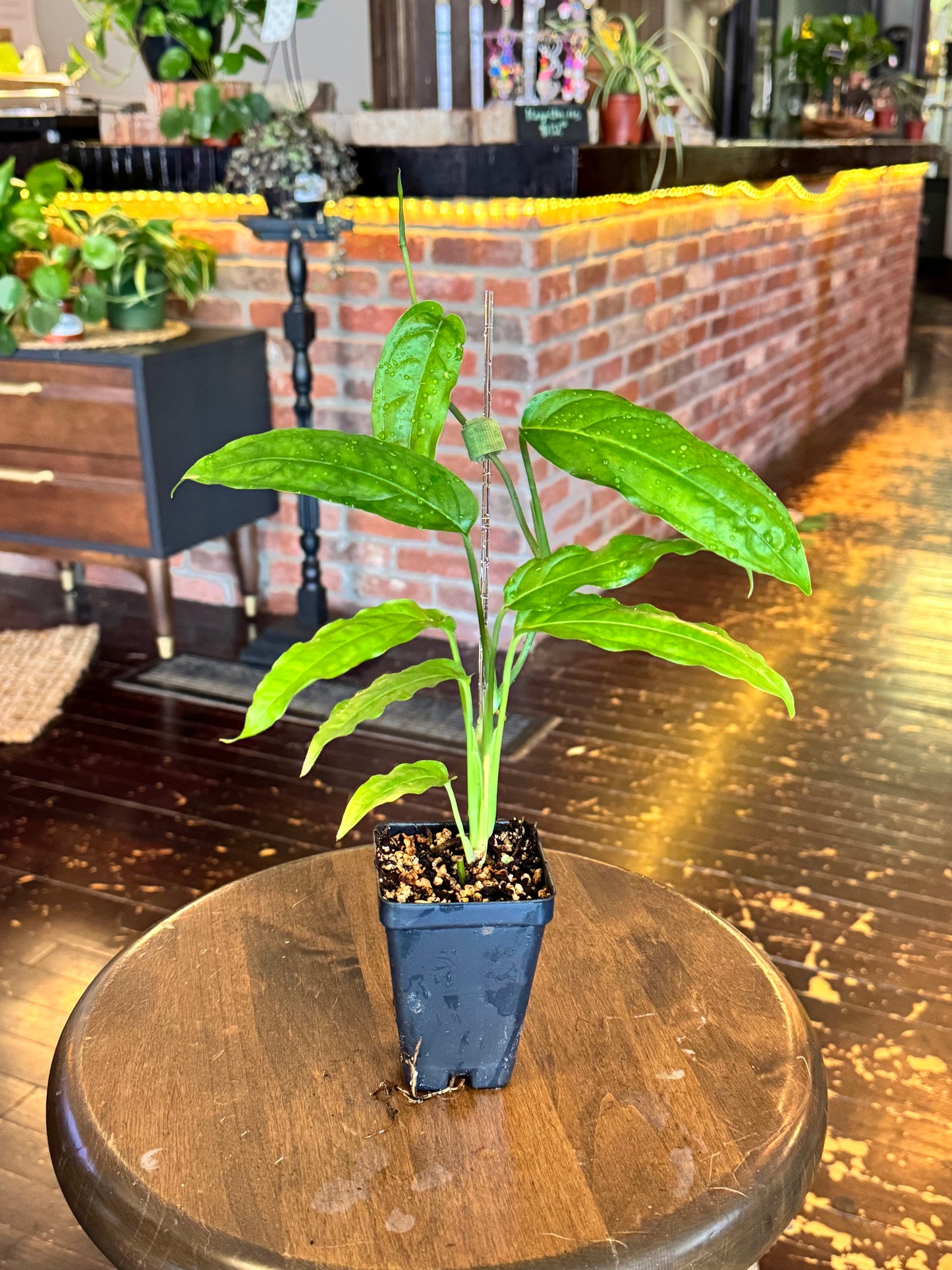 Monstera Obliqua ‘Amazonas’