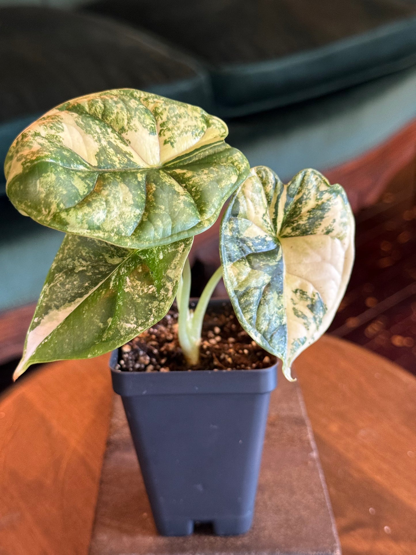 Alocasia Dragon Scale Albo Variegated