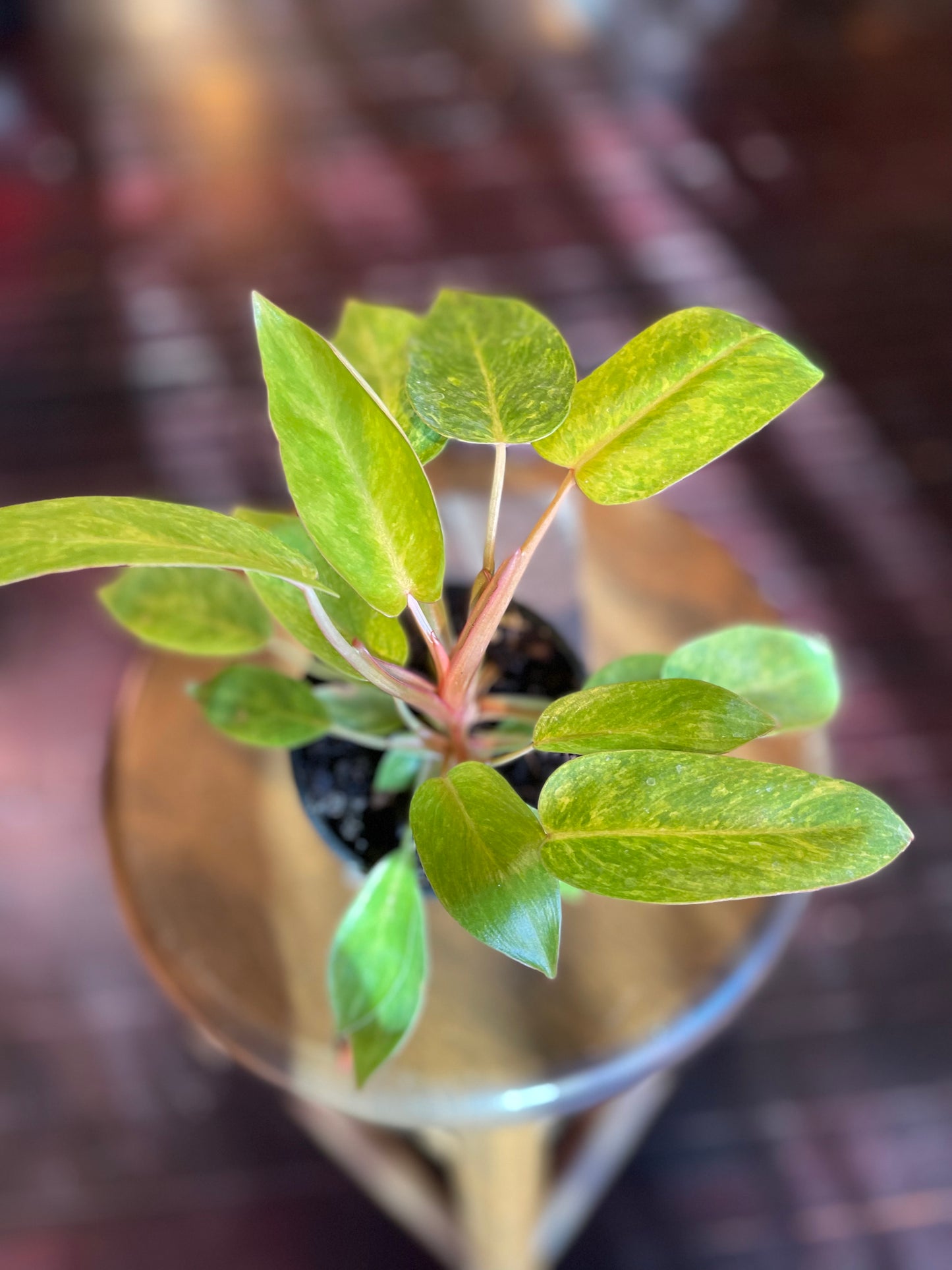 Philodendron "Painted Lady"