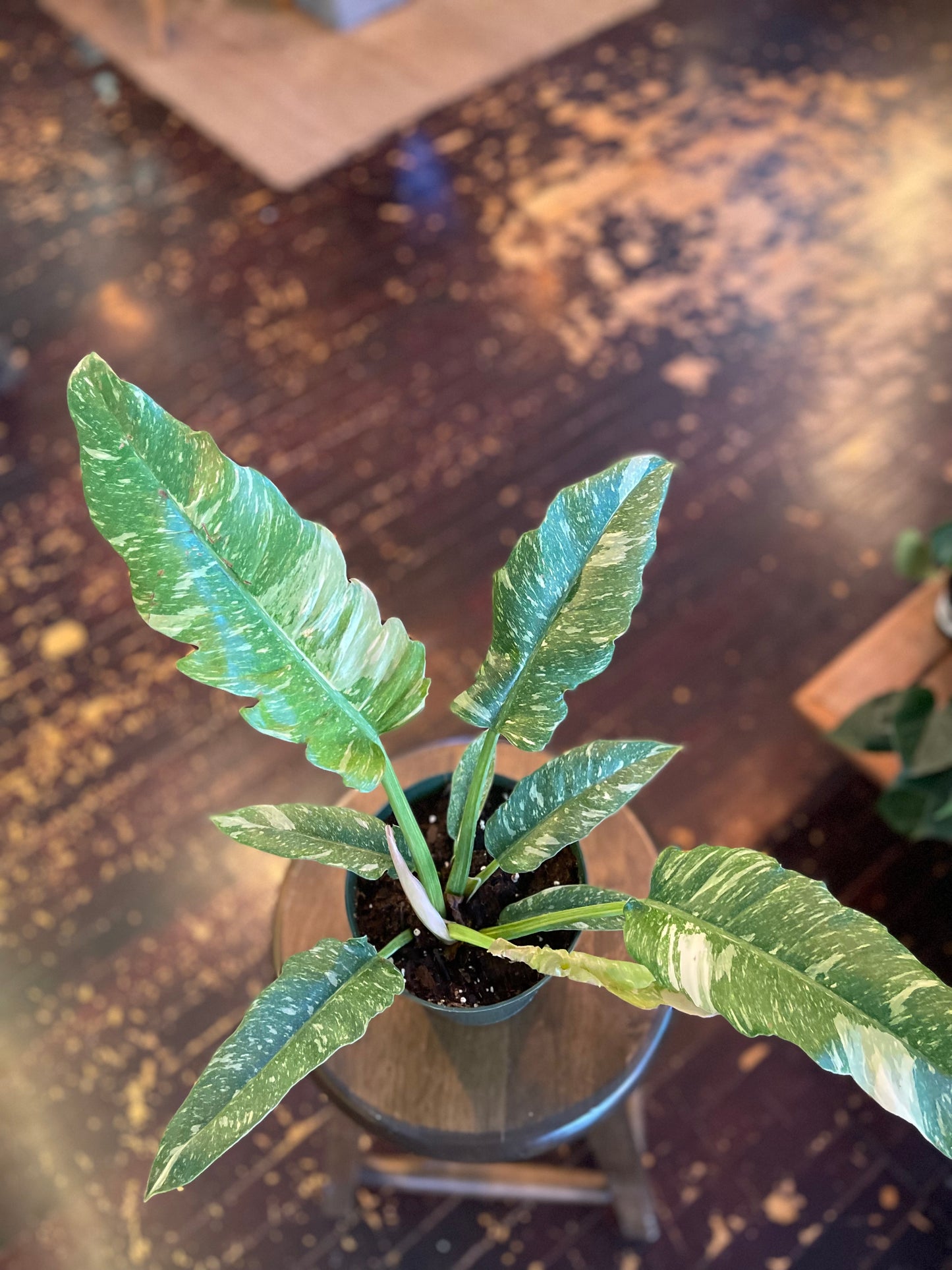 Philodendron Ring of Fire