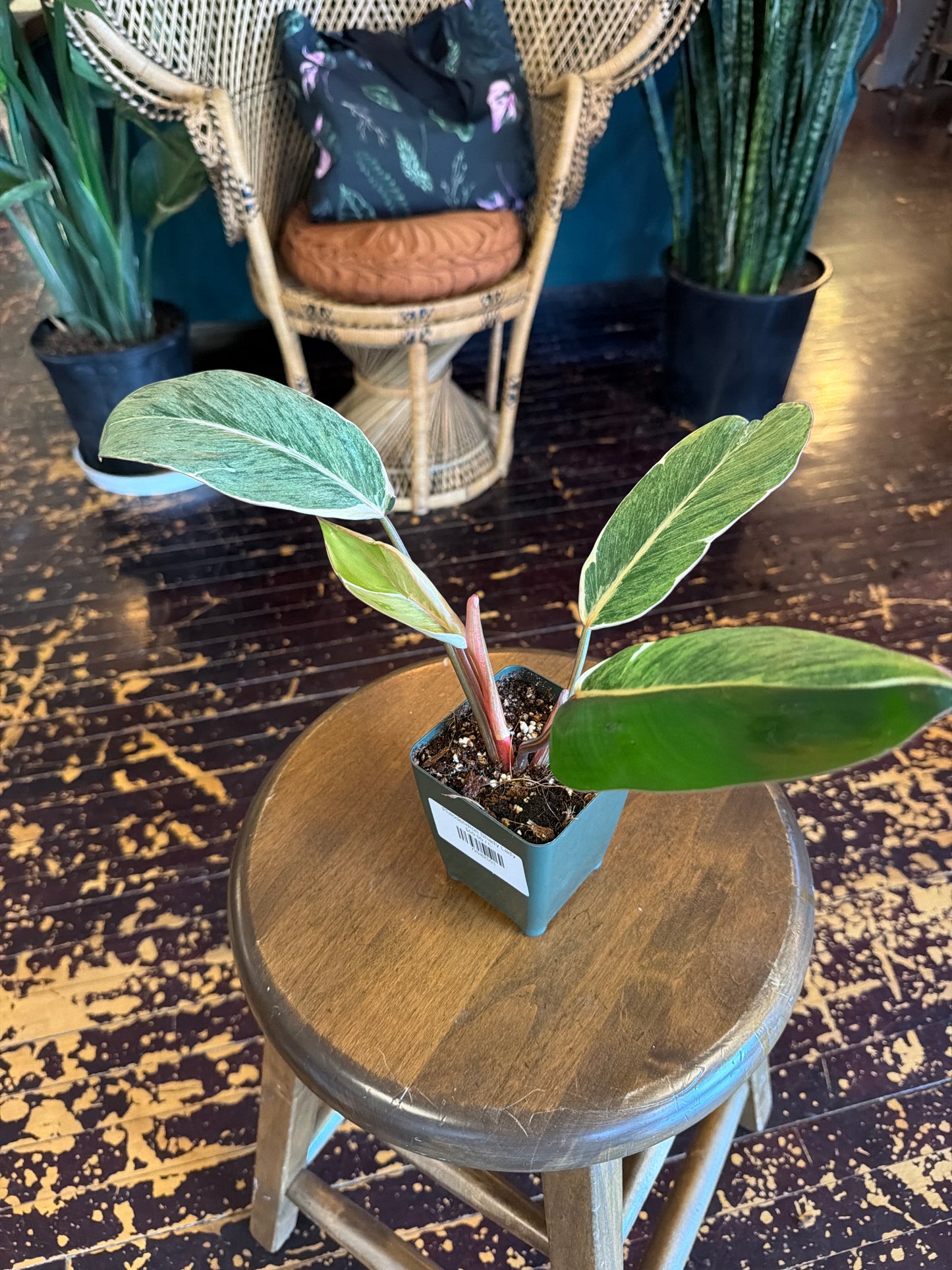 Philodendron Shady Lady