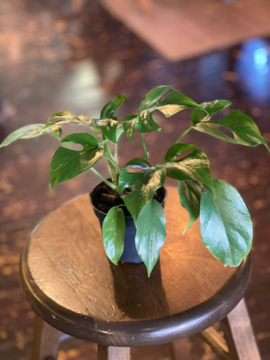 Monstera Minima - Rhaphidophora Tetrasperma