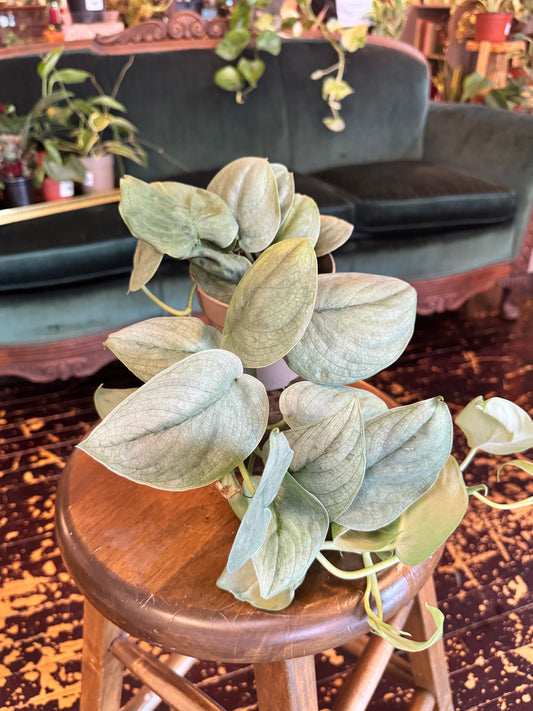 Scindapsus Pictus Silver Hero