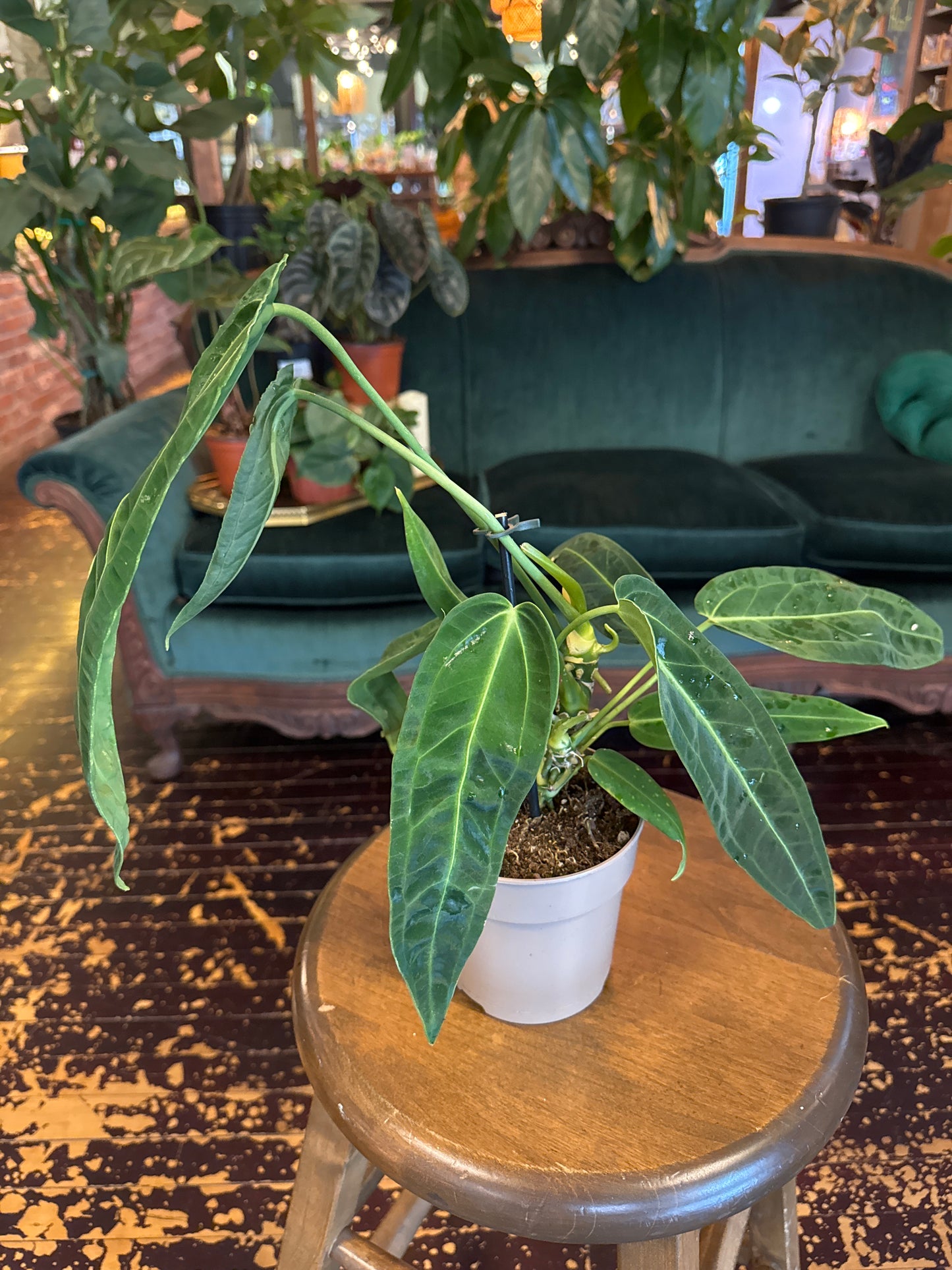 Anthurium Warocqueanum