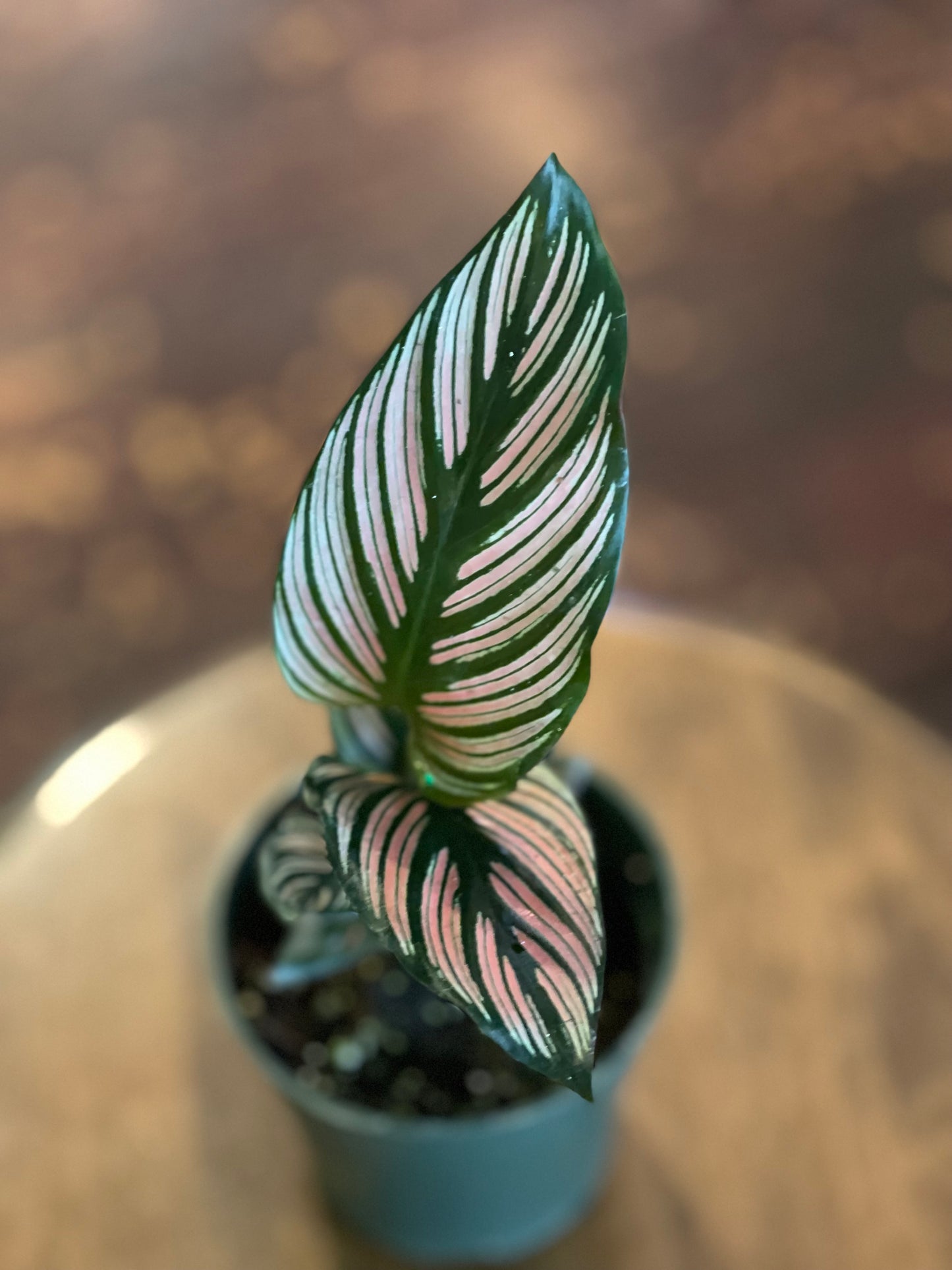Calathea White Star