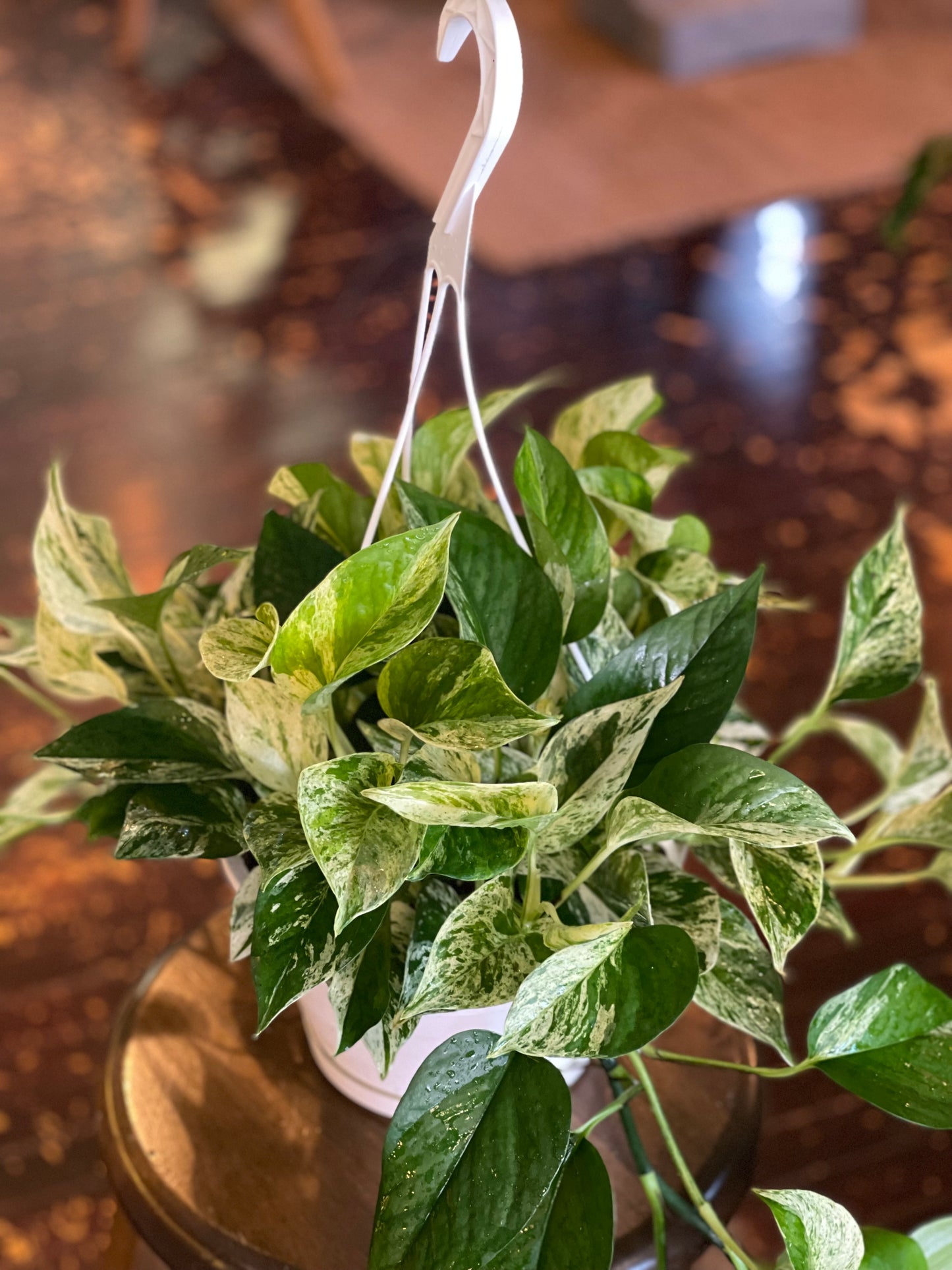 Marble Queen Pothos