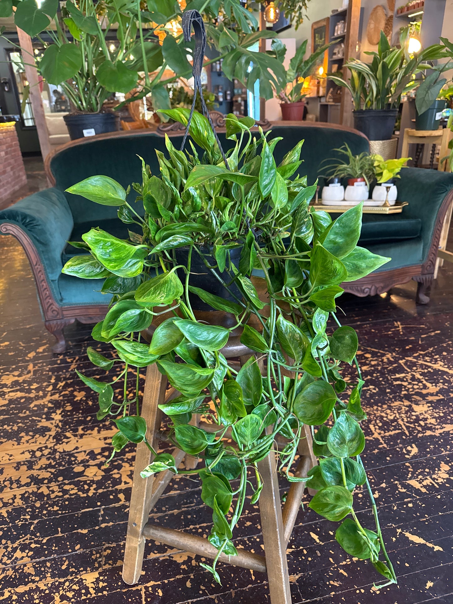 Pothos "Shangri La"