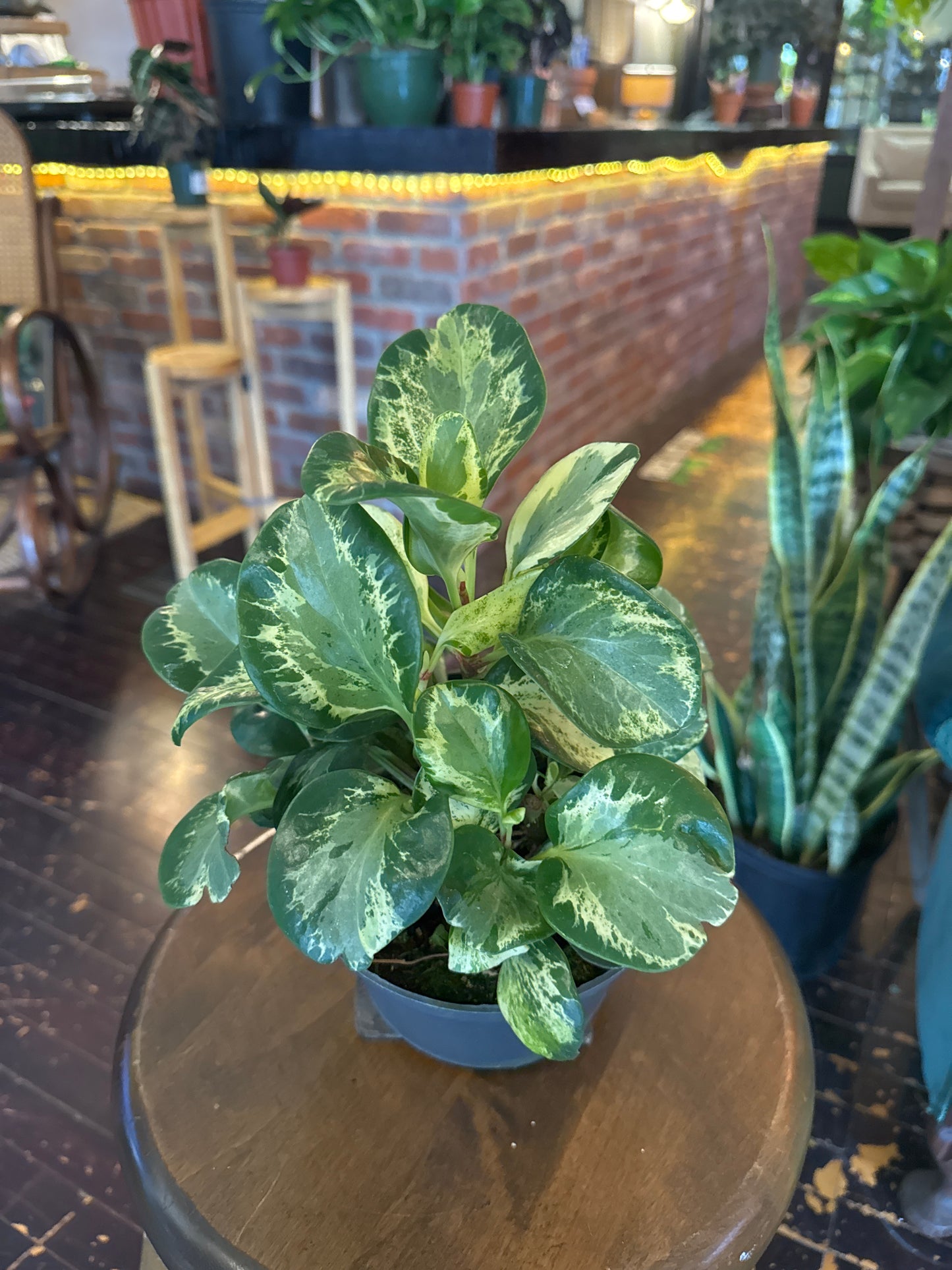 Golden Gate Peperomia