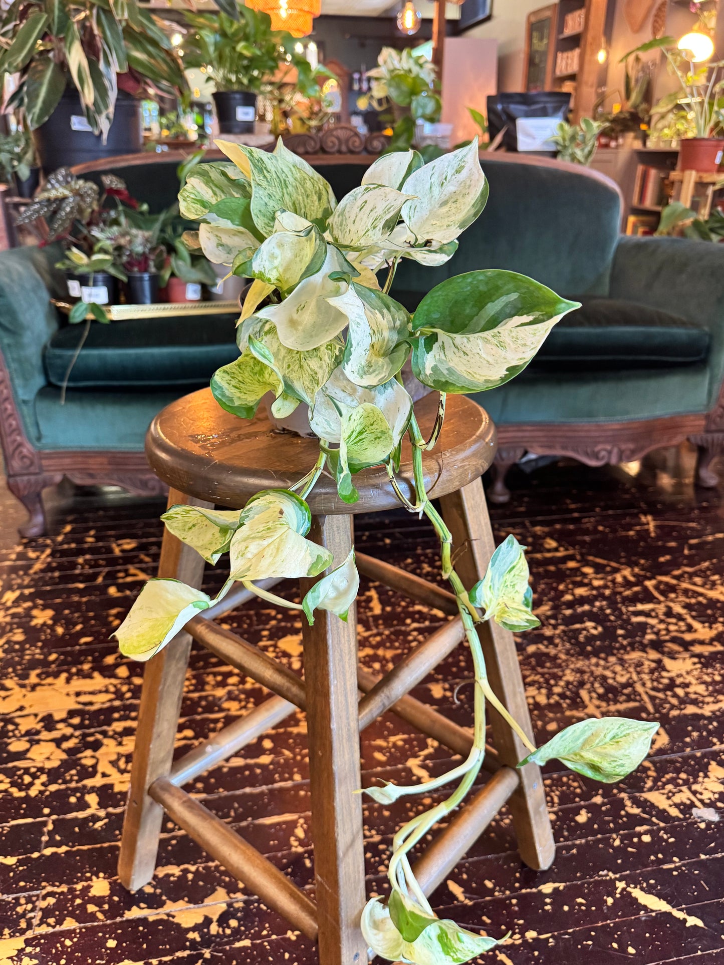 Epipremnum Manjula