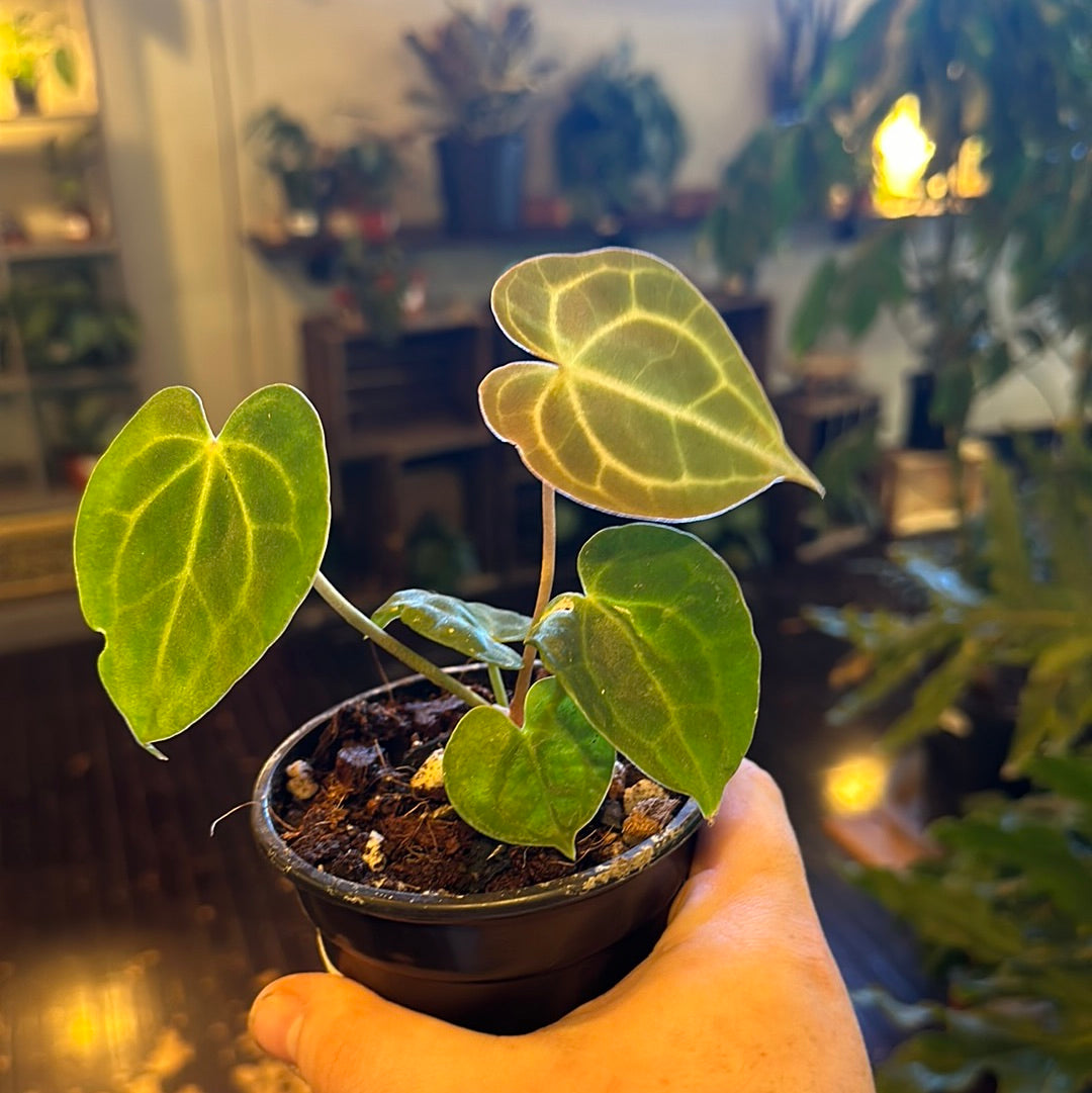 Anthurium Clarinervium