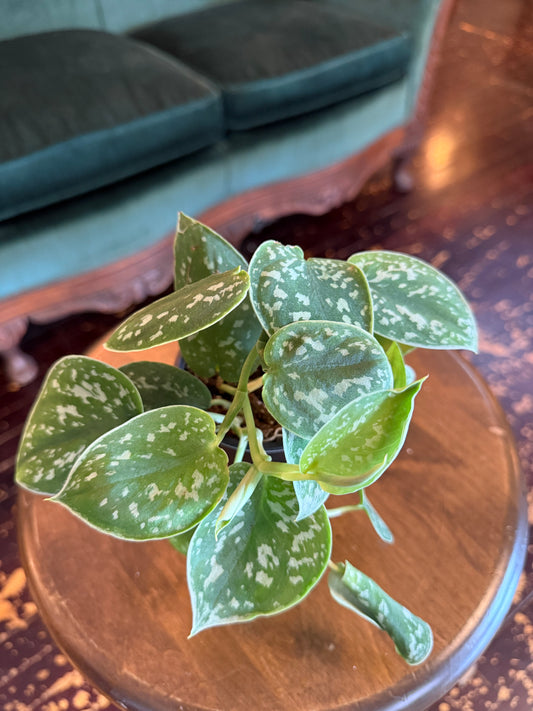 Scindapsus Sage and Cream