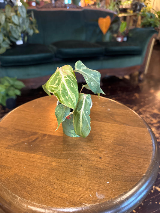 Philodendron Gloriosum Variegated