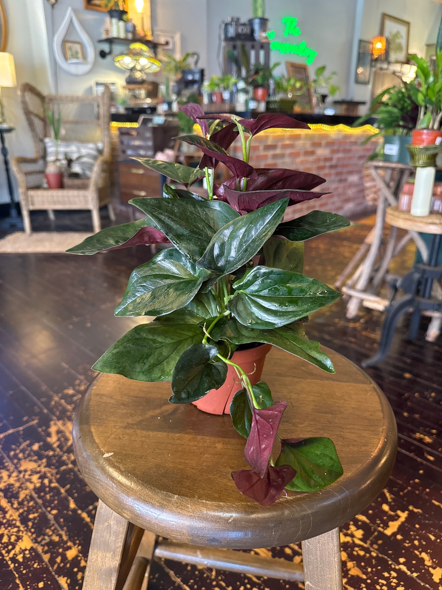 Syngonium Red Arrow