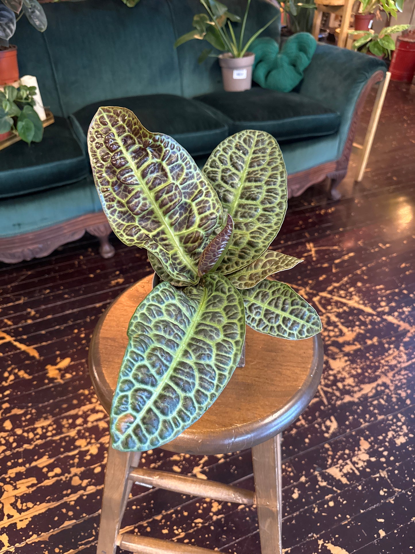 Labisia Kura Kura 'Turtle Back'