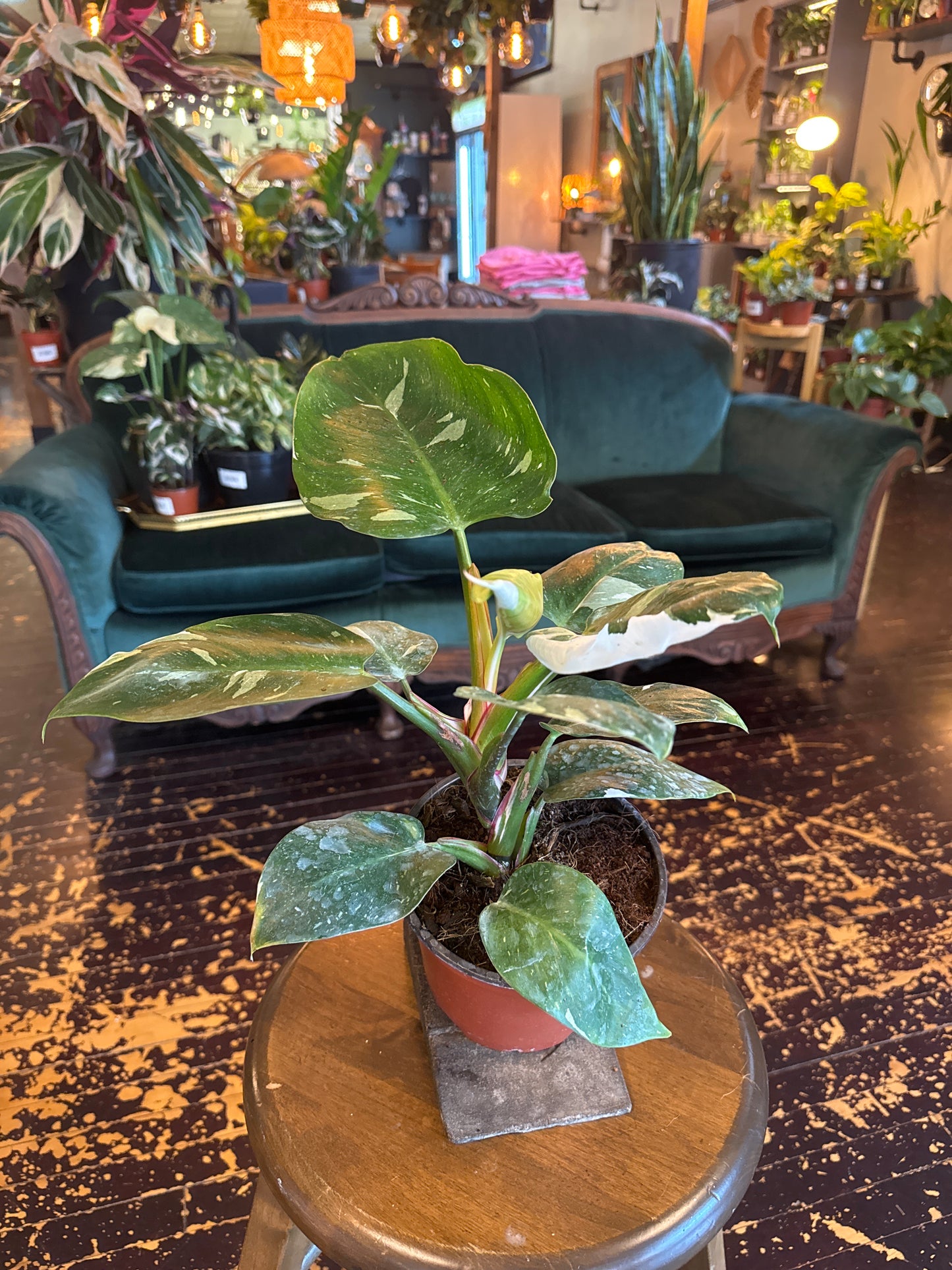 White Princess Philodendron