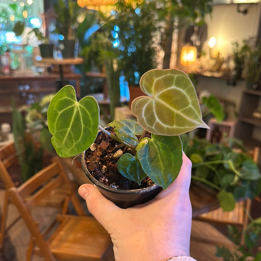 Anthurium Clarinervium