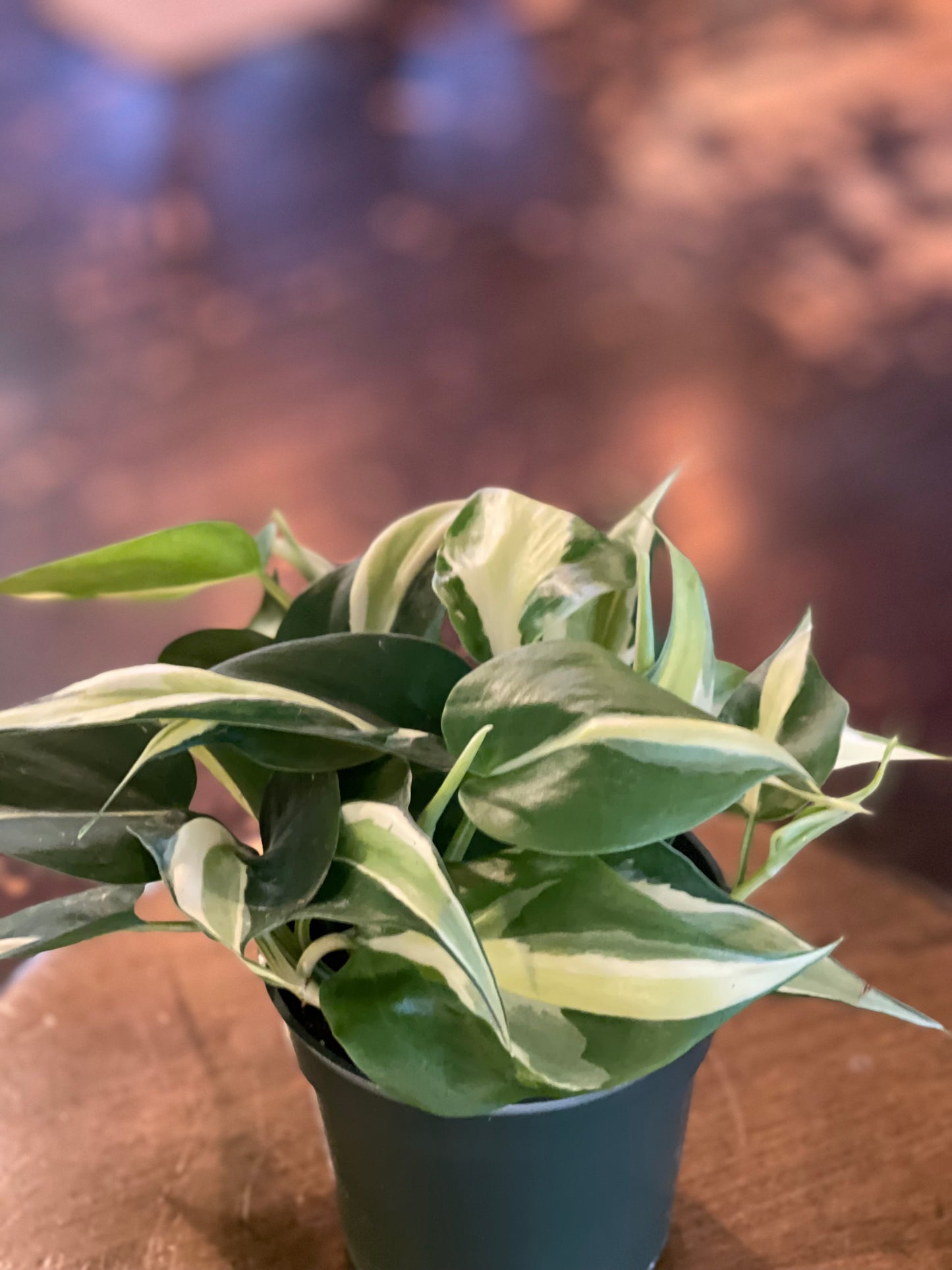 Philodendron Silver Stripe "Rio"