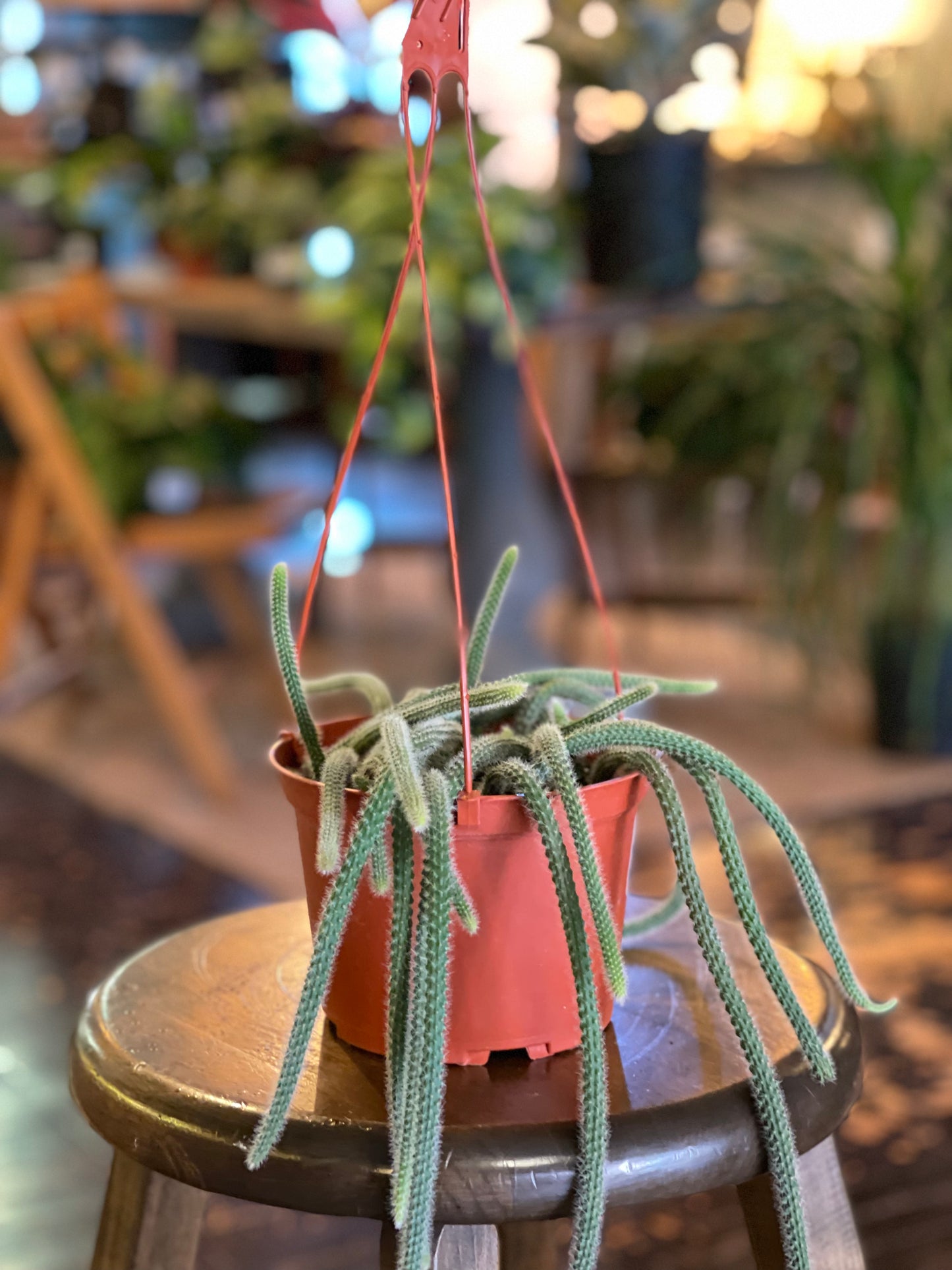 Rat Tail Cactus