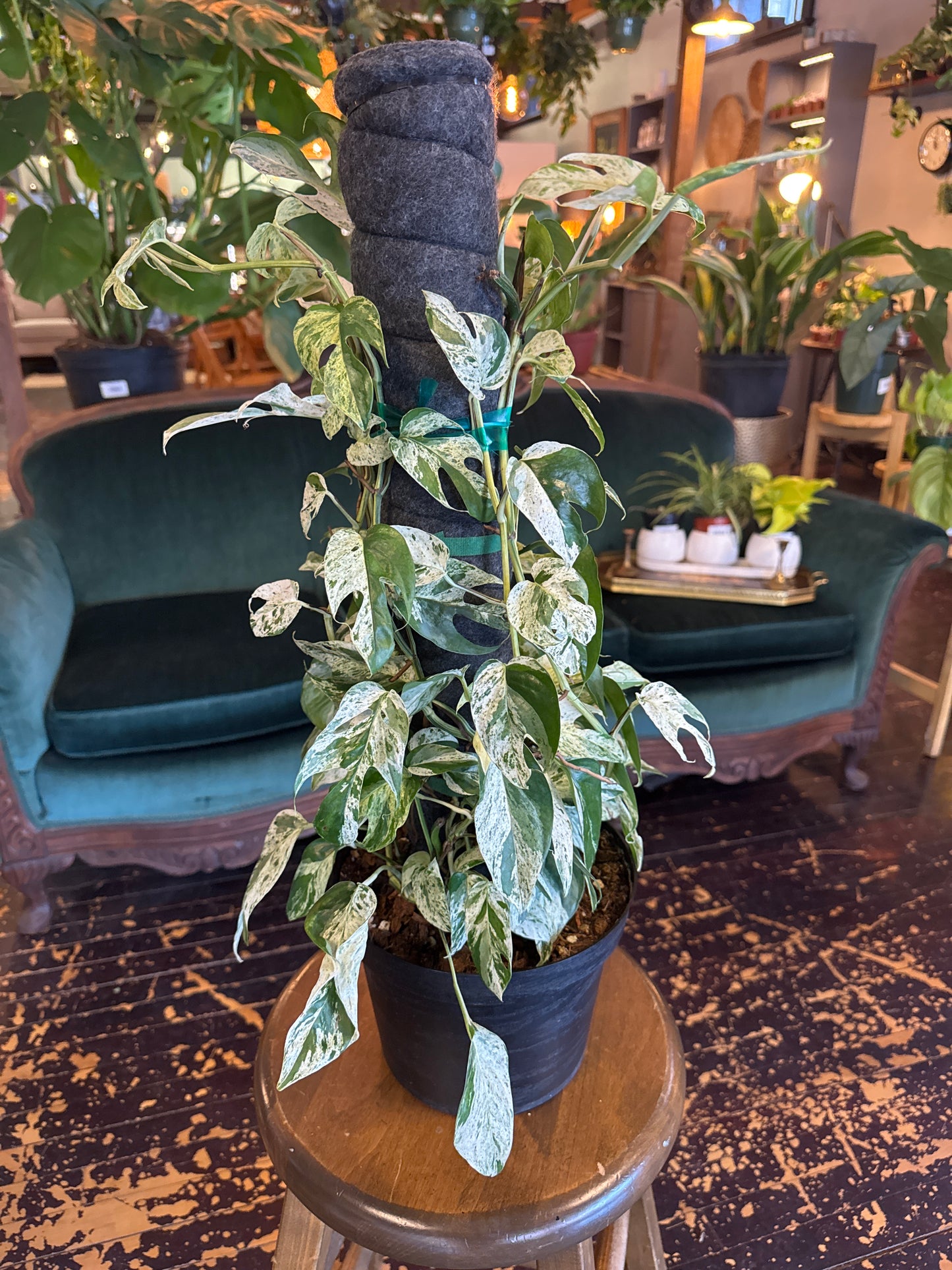 Epipremnum pinnatum marble variegated