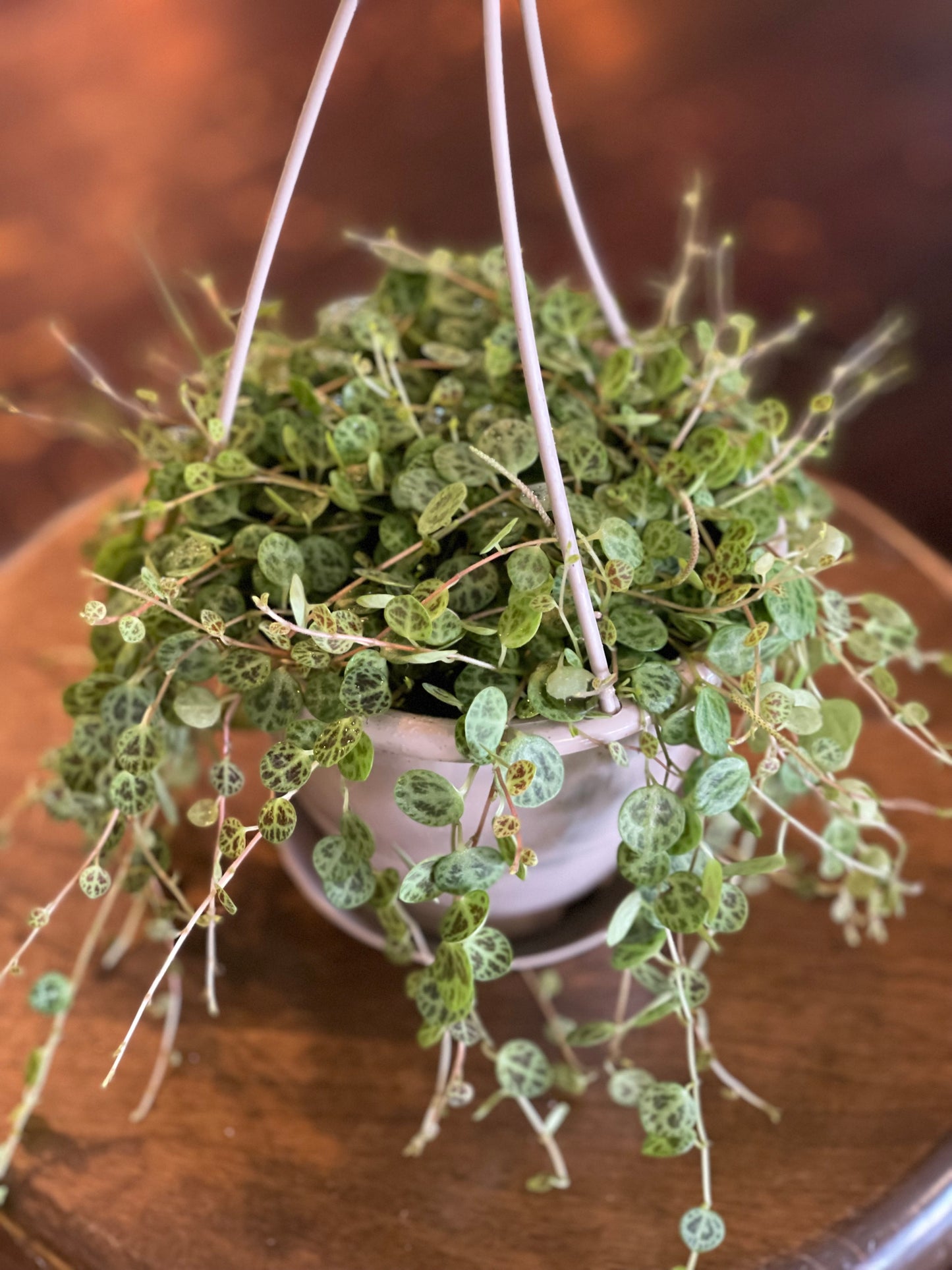 String of Turtles